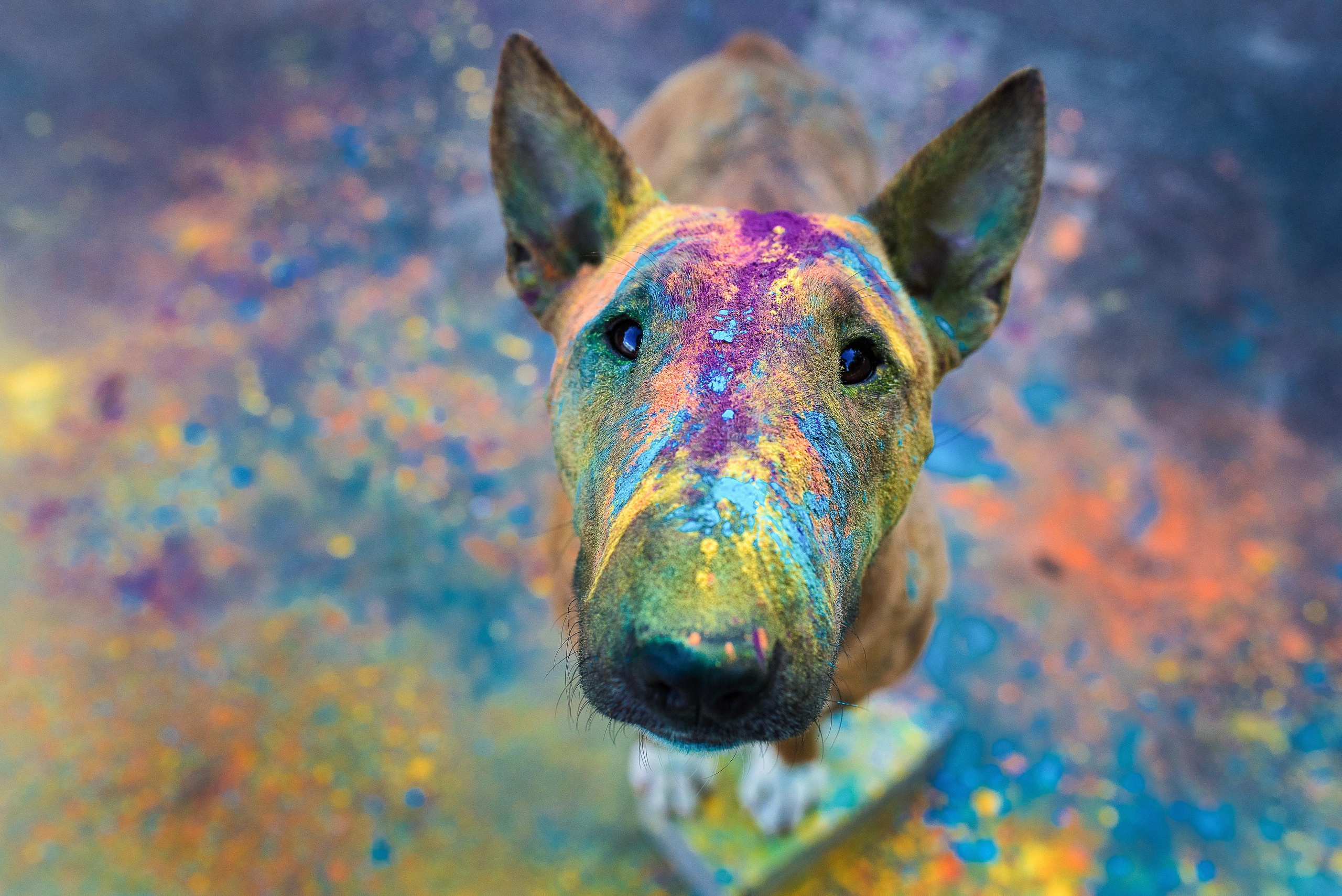 Фотограф-анималист