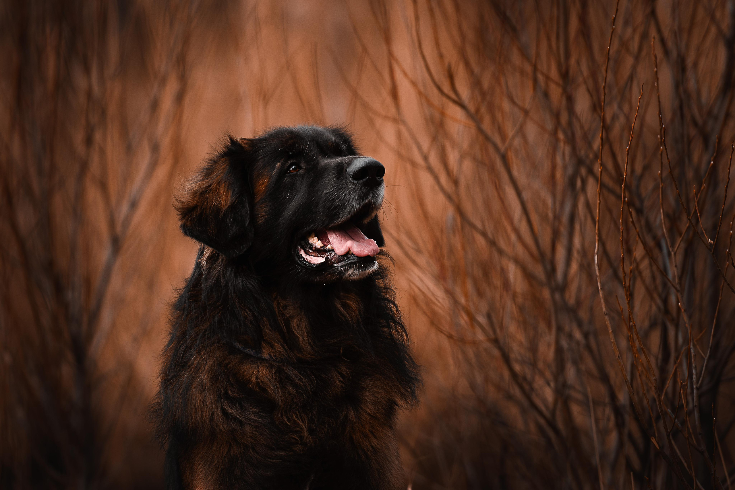 Фотограф-анималист