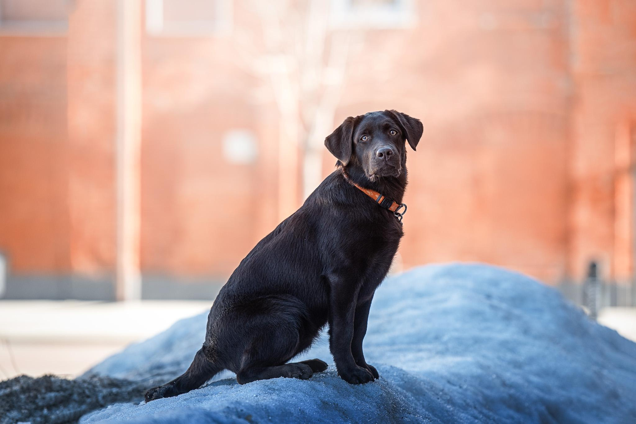 Фотограф-анималист