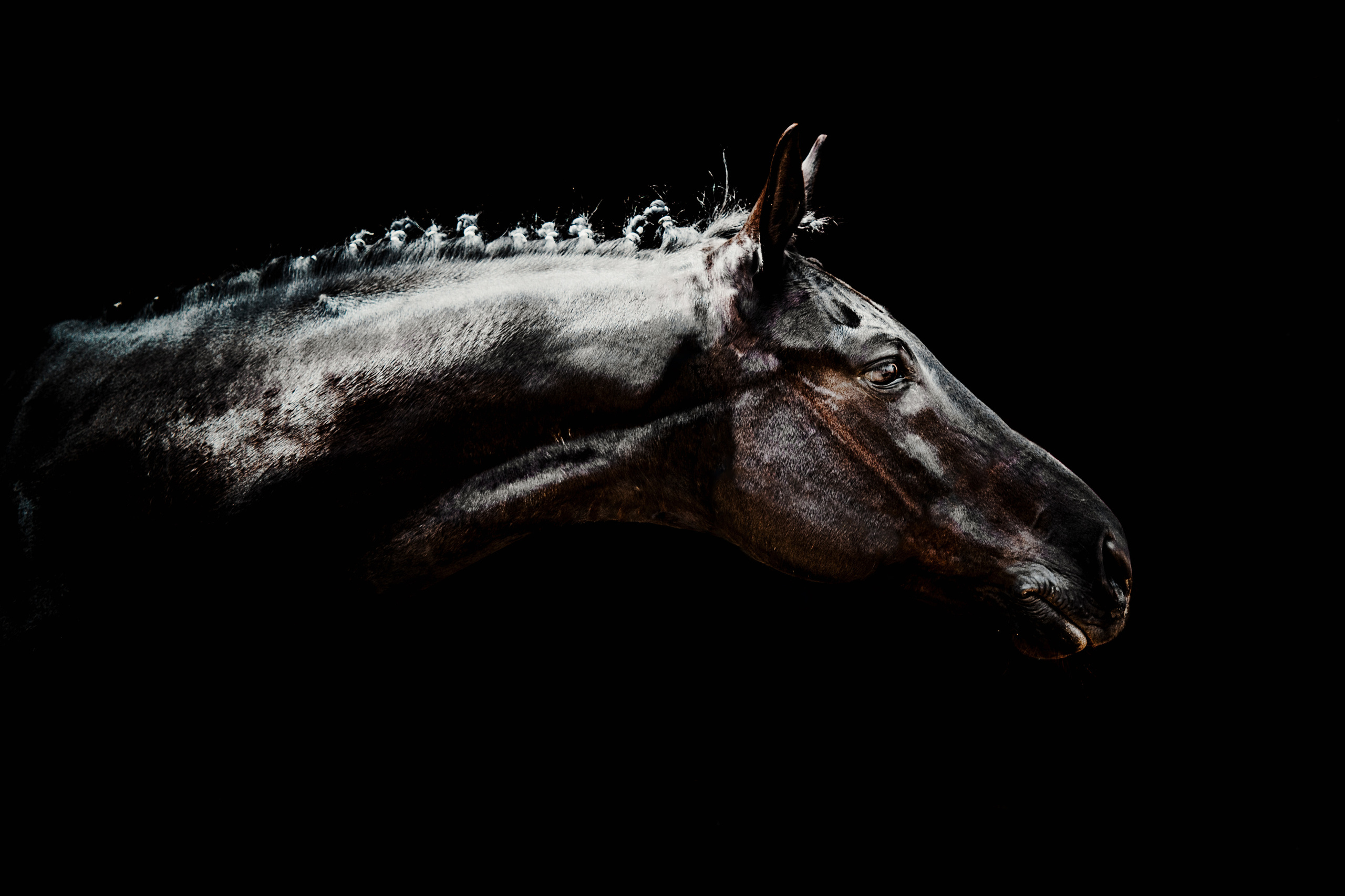 Фотограф-анималист