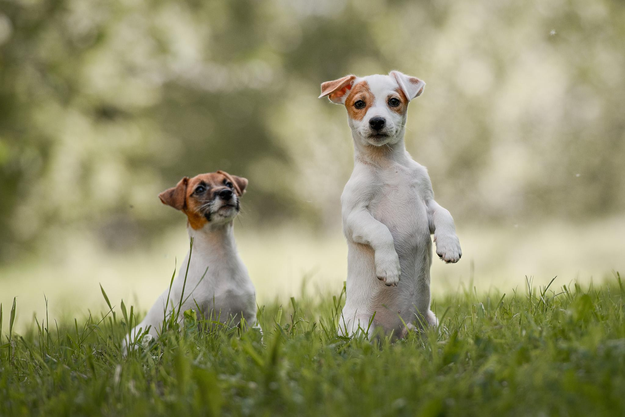 Фотограф-анималист