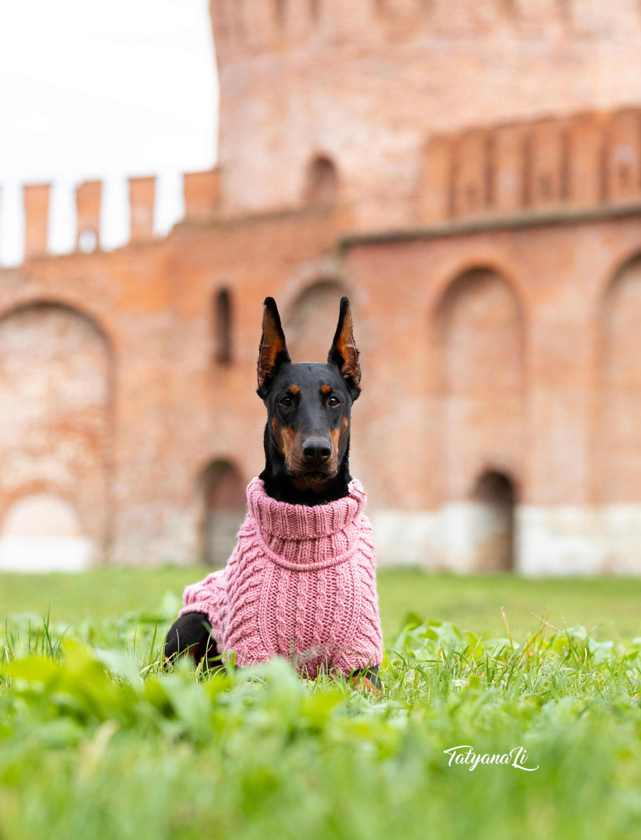 Доберман. Фотограф — анималист Татьяна Ли
