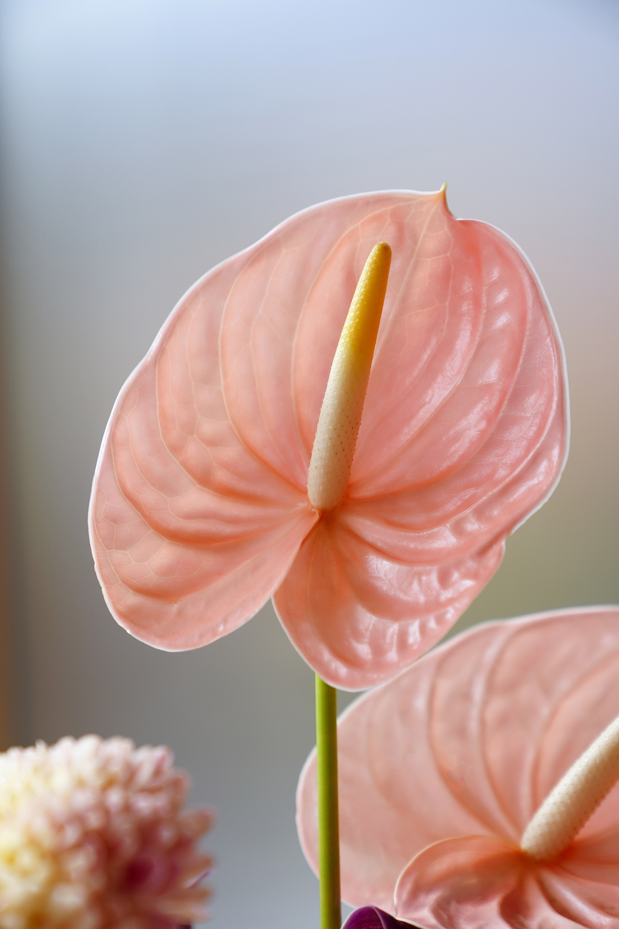 Garden Rose. Контентный и свадебный фотограф в Краснодаре и Сочи Елена Плотникова