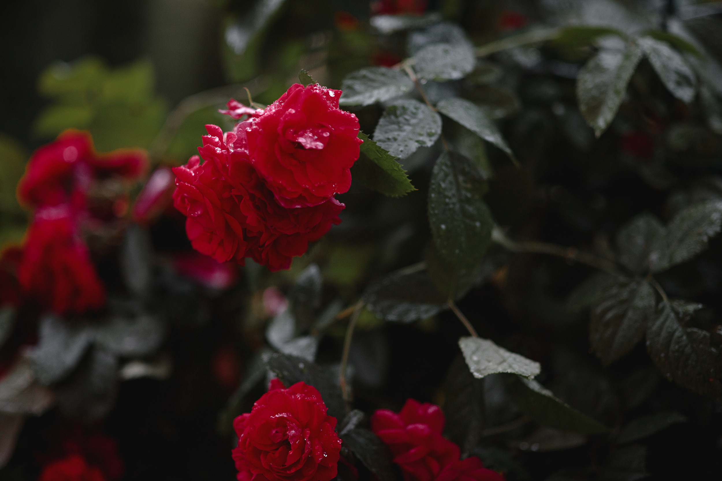 Аня и Вова. Фотограф Александр Стрельченко Псков