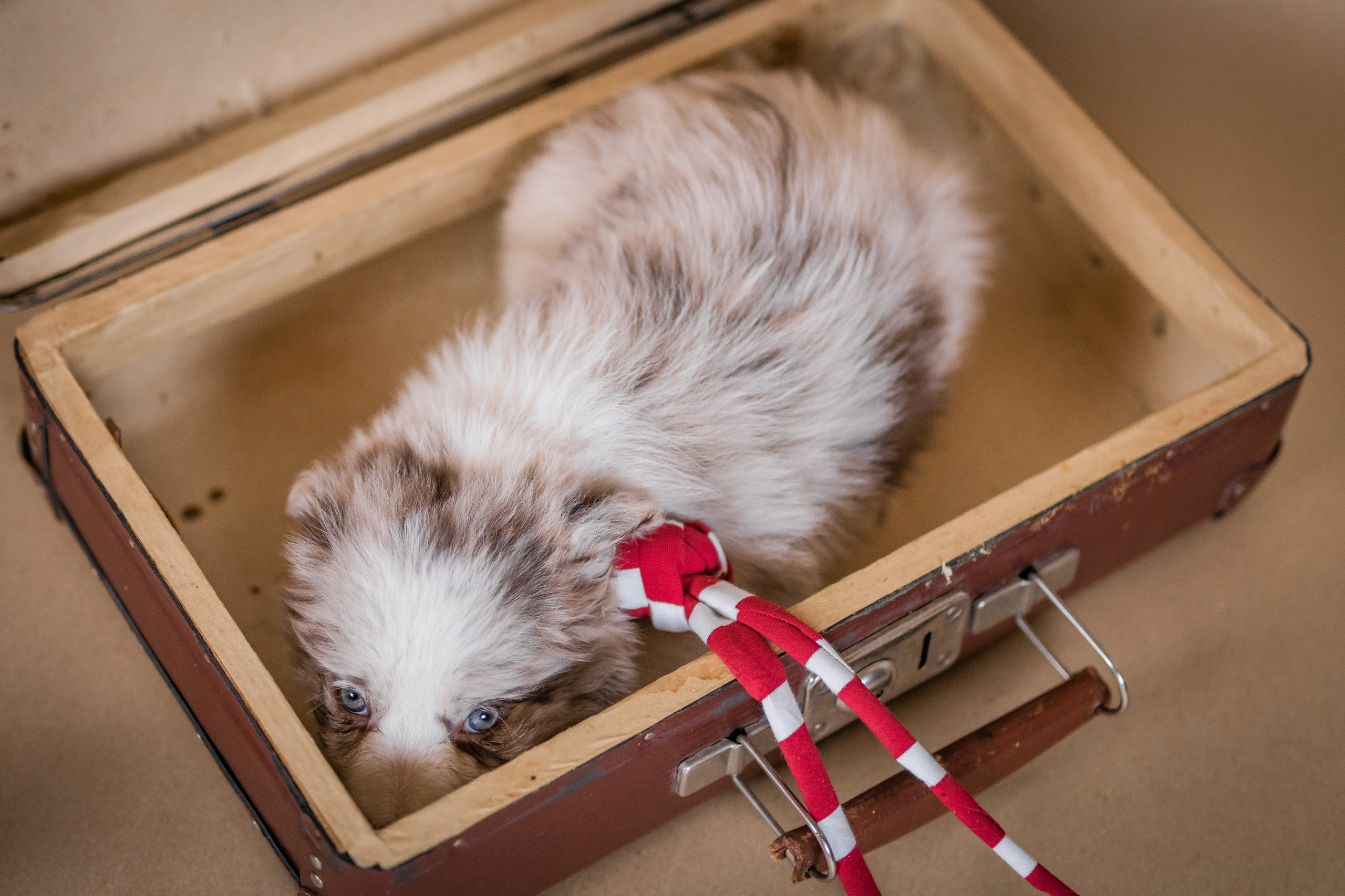 Фритсвит. Семейный фотограф Ефремова Виктория