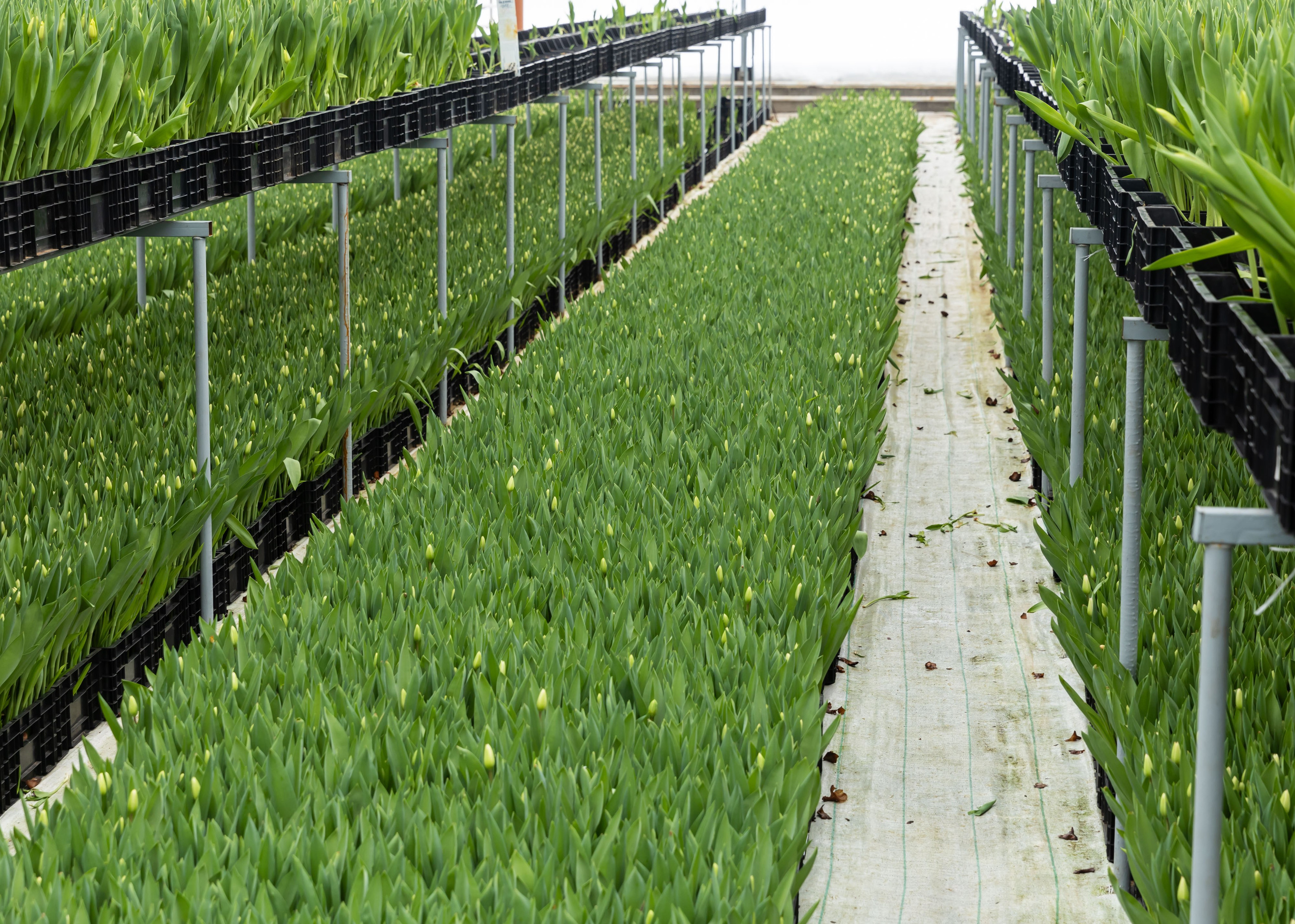 ЦВЕТЫ. ФОТОГРАФ ВИНОГРАДОВА ДАРЬЯ