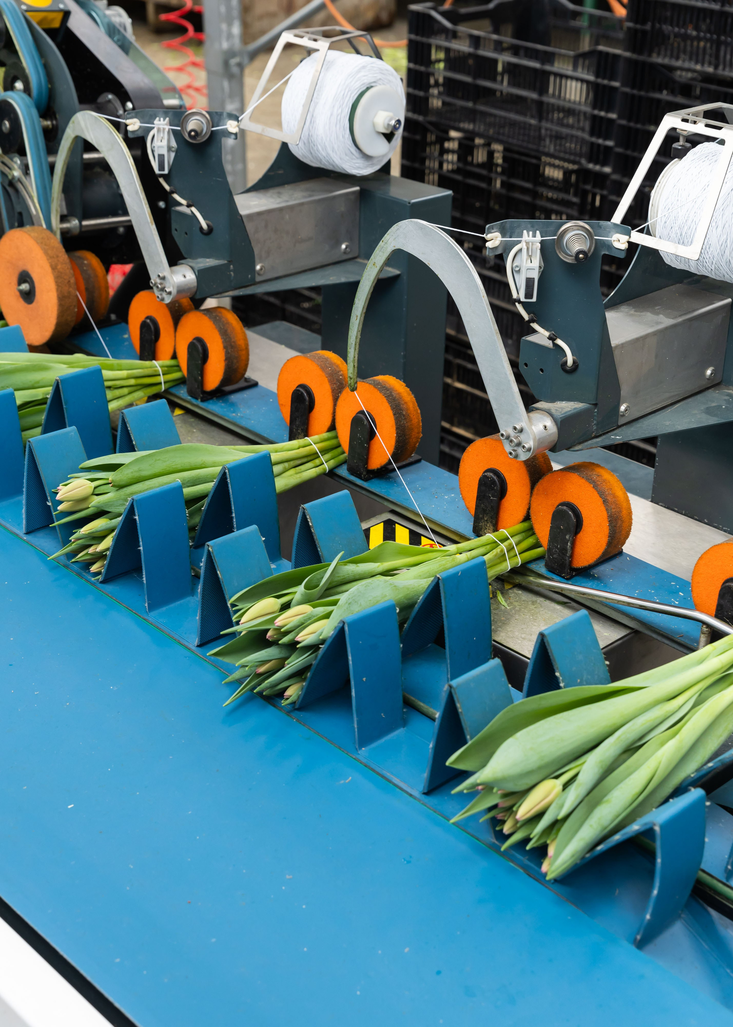 ЦВЕТЫ. ФОТОГРАФ ВИНОГРАДОВА ДАРЬЯ