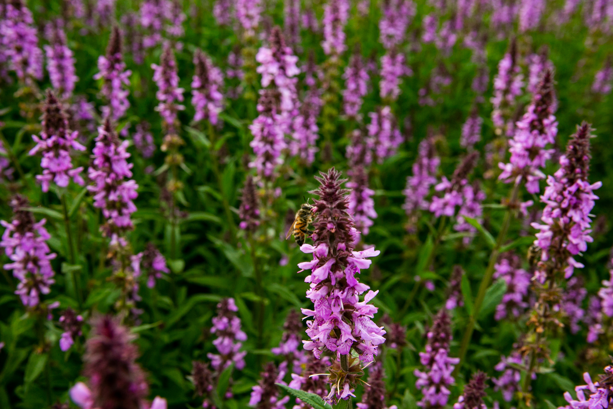 Галерея моих работ. AISA Foto