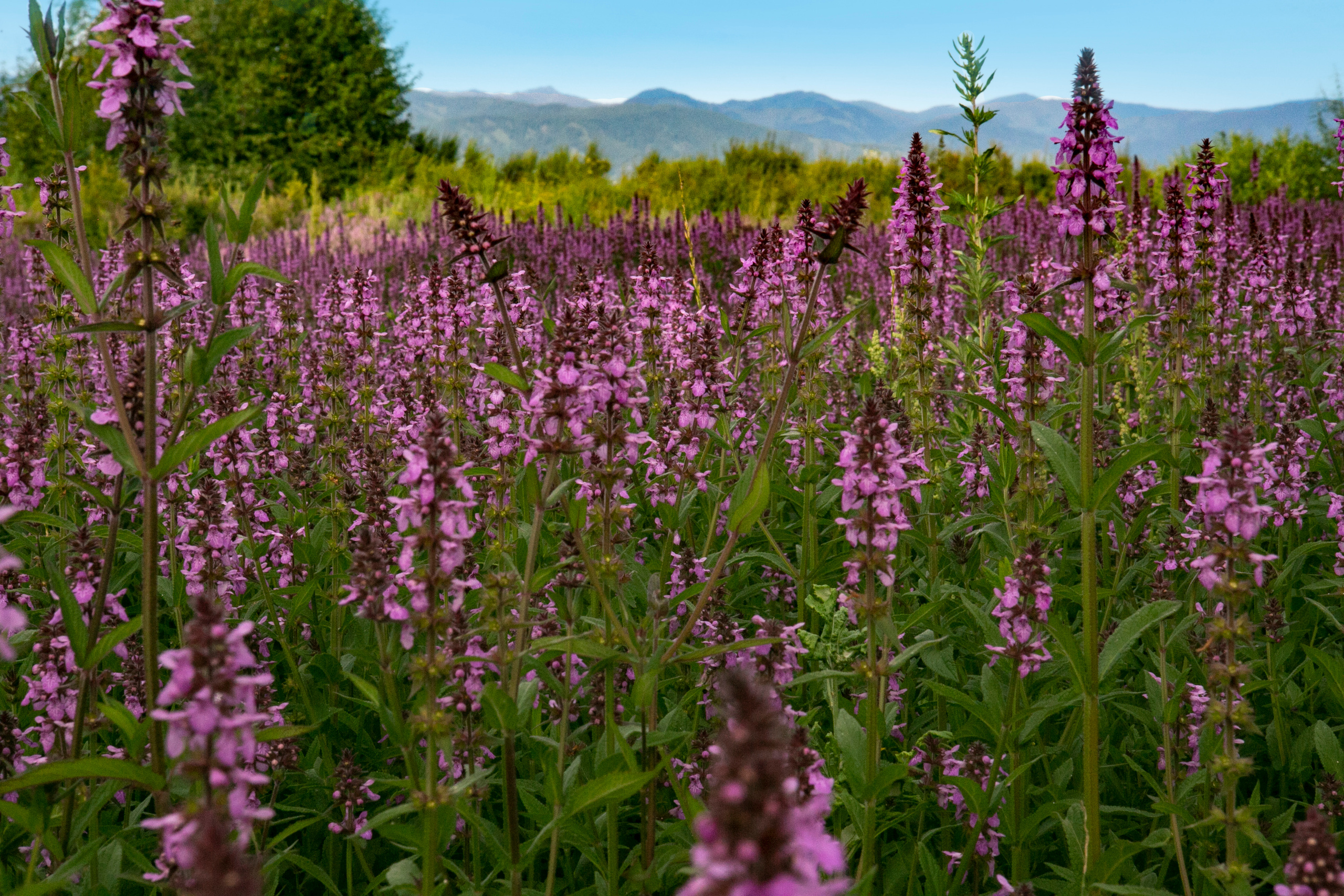 Галерея моих работ. AISA Foto