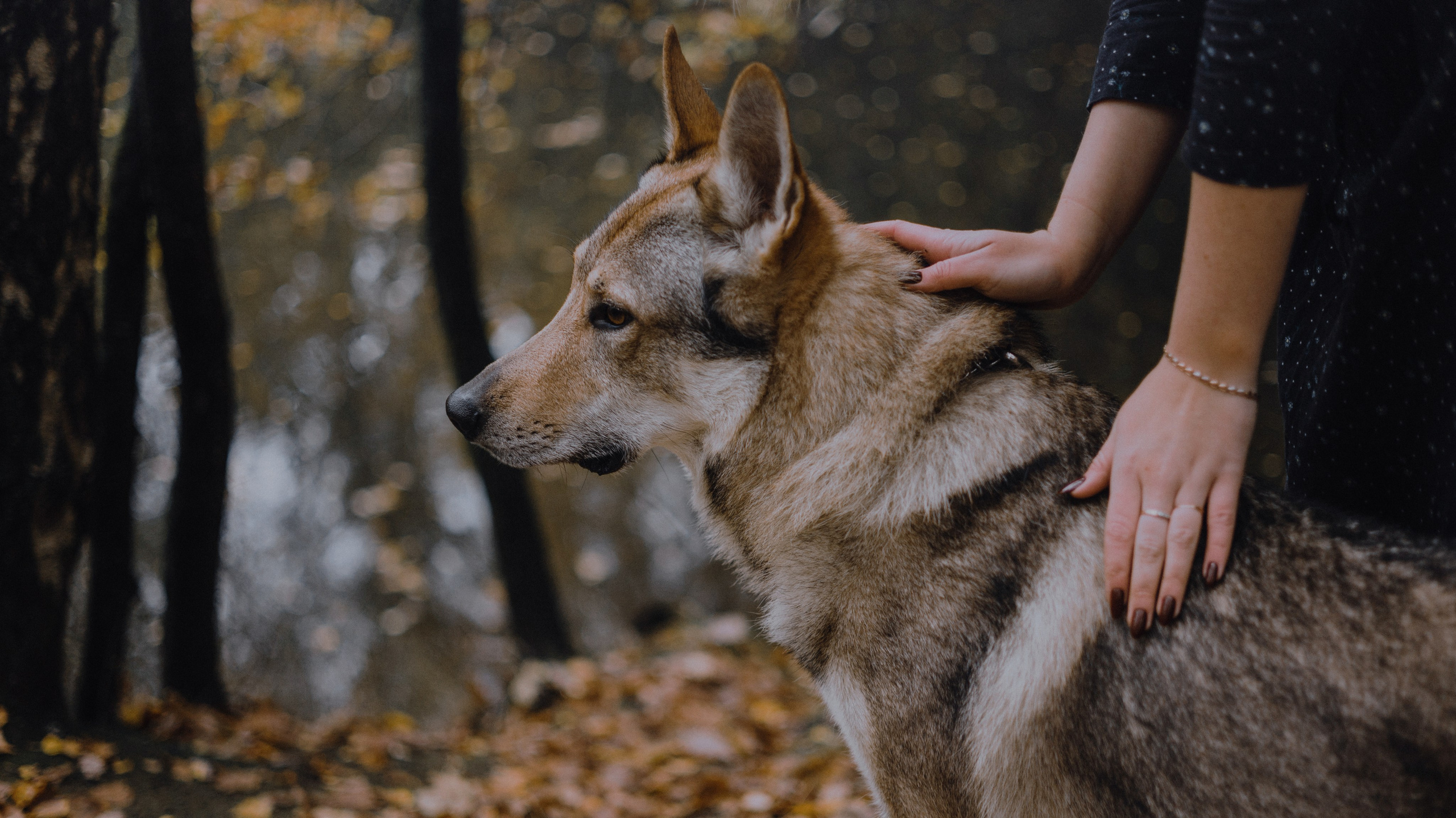 Полина и Вегард. Фотограф-анималист Богданова Полина