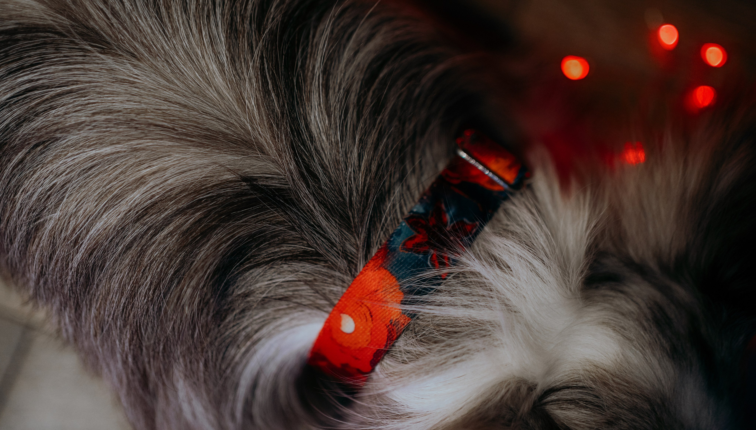 Аня и Дэймон. Фотограф-анималист Богданова Полина