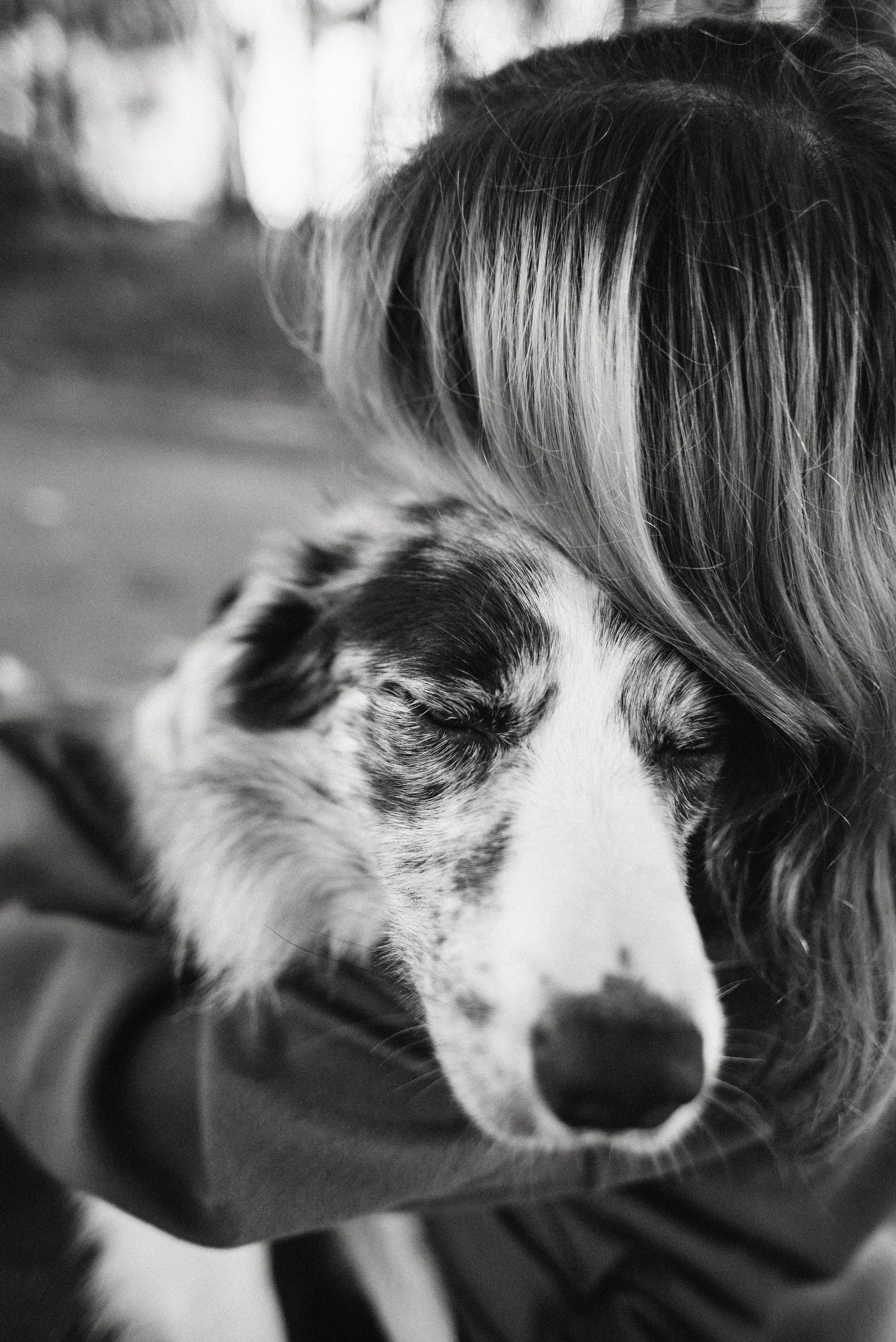 Диана и Робин. Фотограф-анималист Богданова Полина