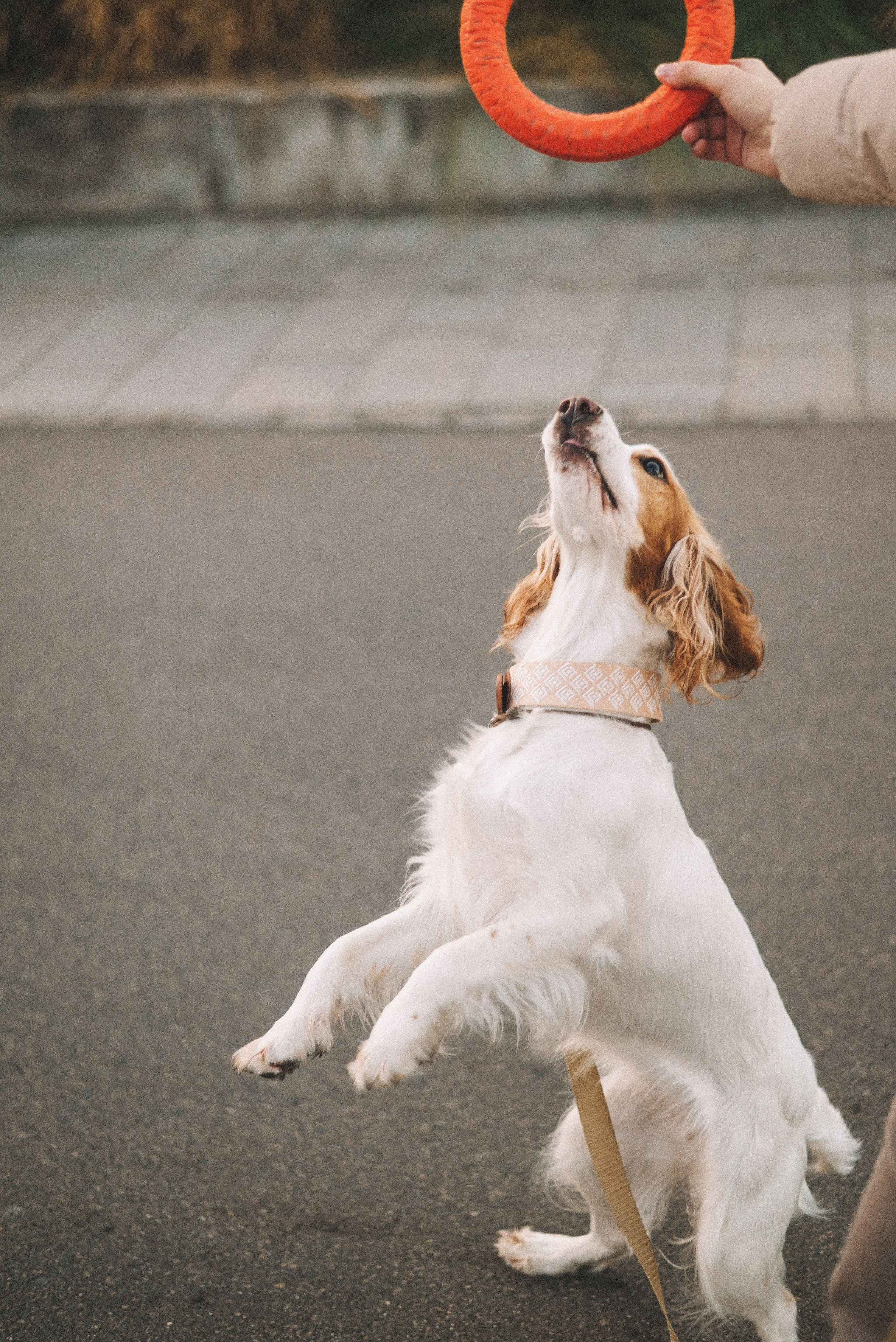 Маша и Вега. Фотограф-анималист Богданова Полина