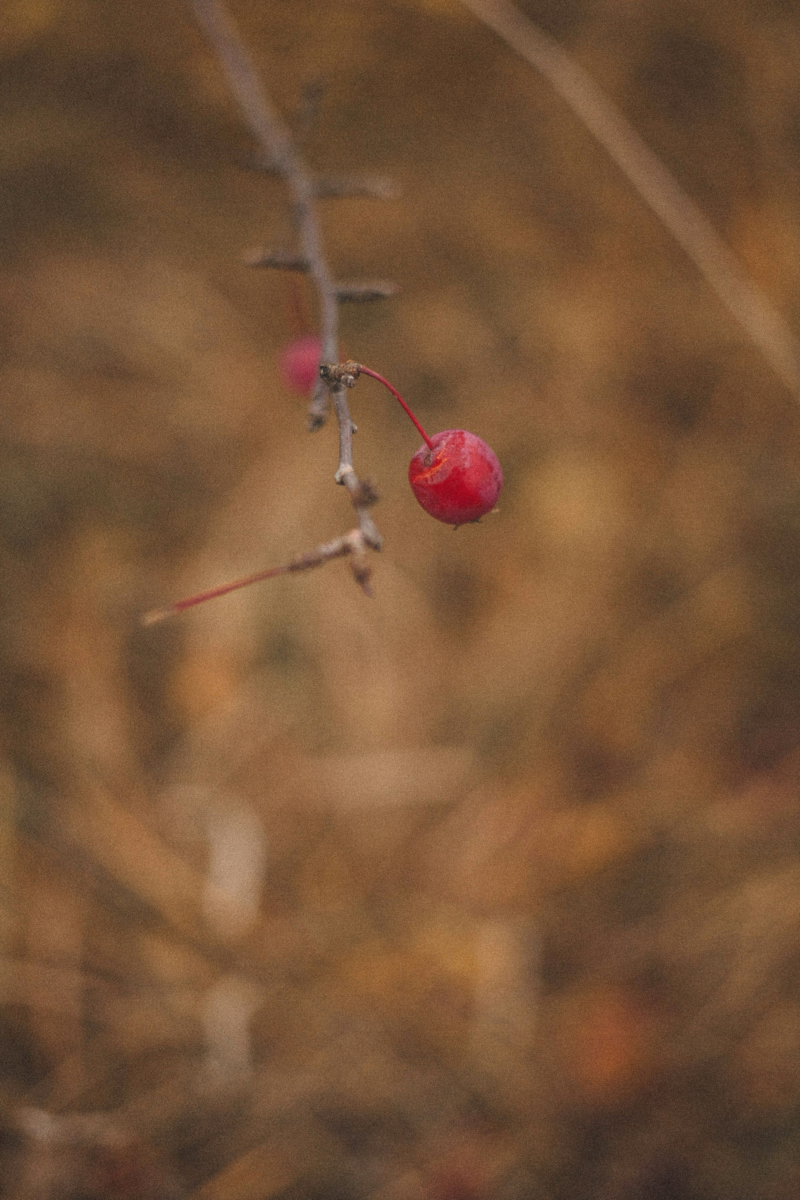 Юля и барри. Фотограф-анималист Богданова Полина