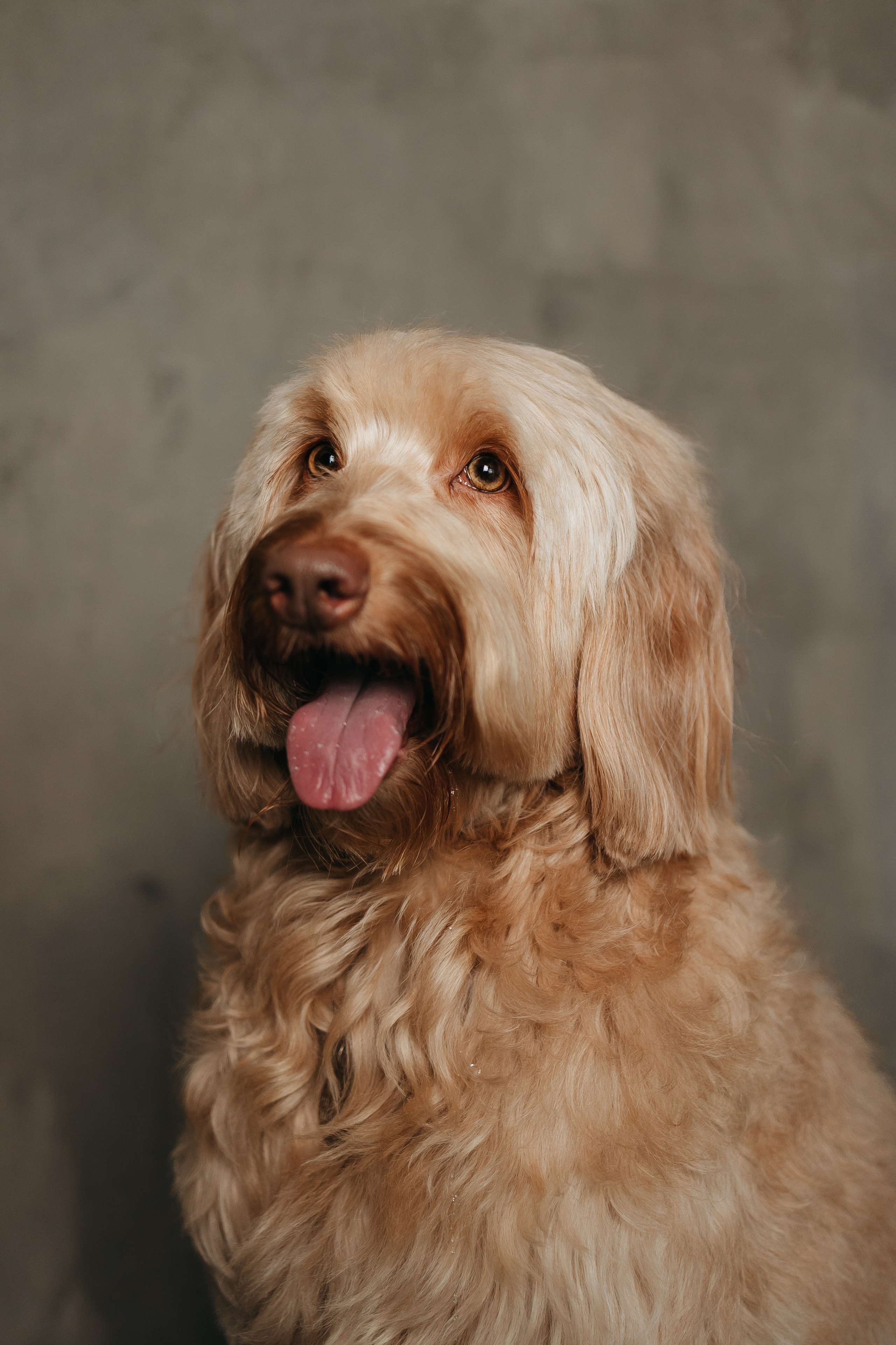 Алина и Фиби. Фотограф-анималист в Санкт-Петербурге Алина Яхонт