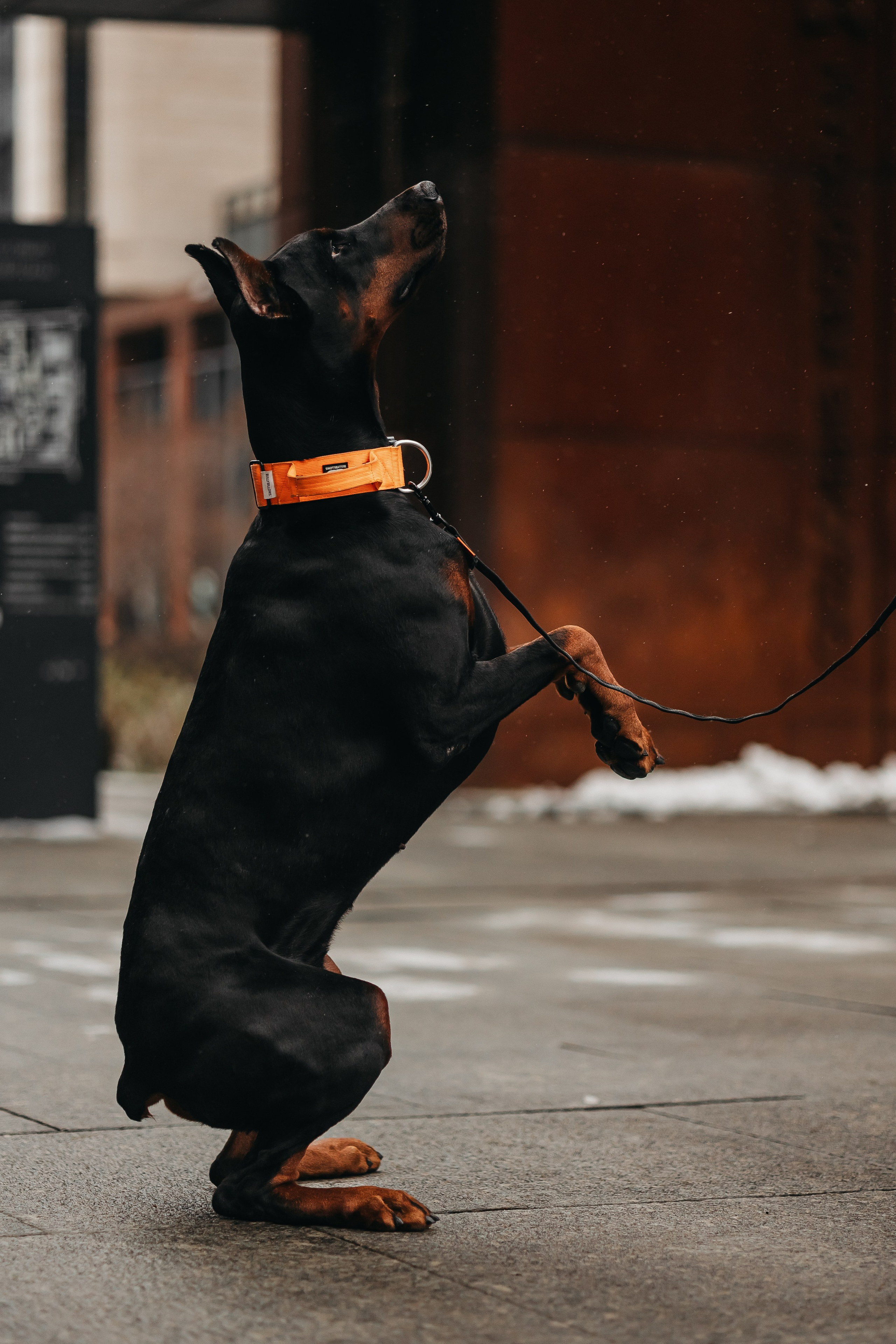 Дари и Гранд. Фотограф-анималист в Санкт-Петербурге Алина Яхонт