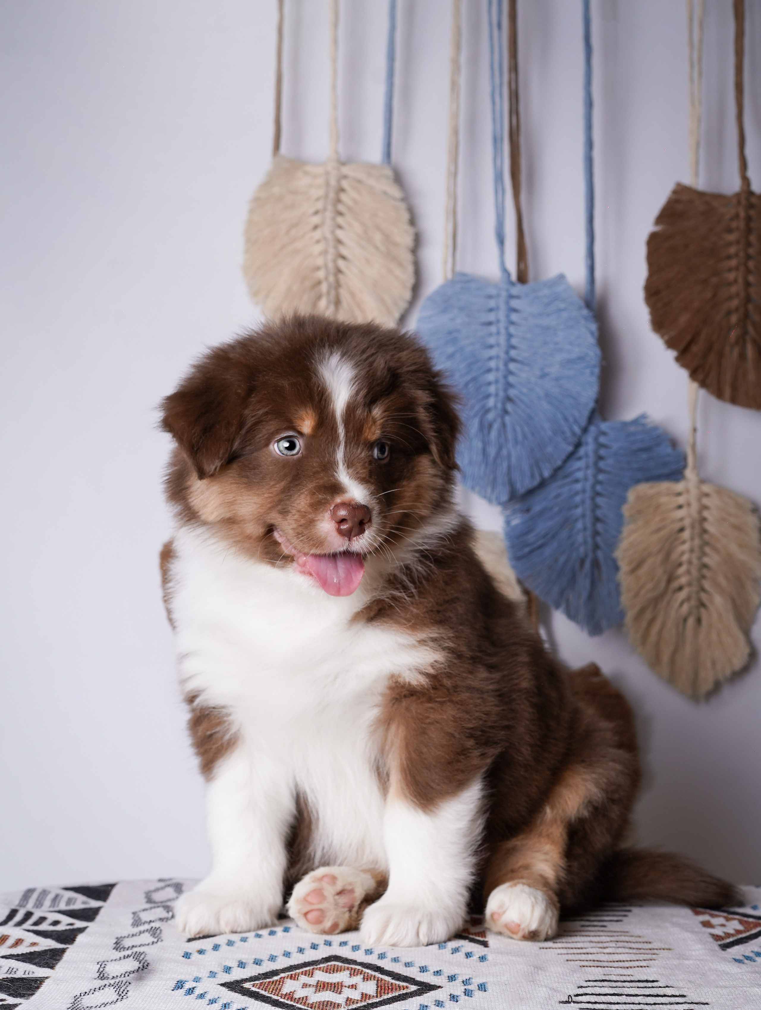 Щенки аусси. Фотограф-анималист в Санкт-Петербурге Яна Мартынова