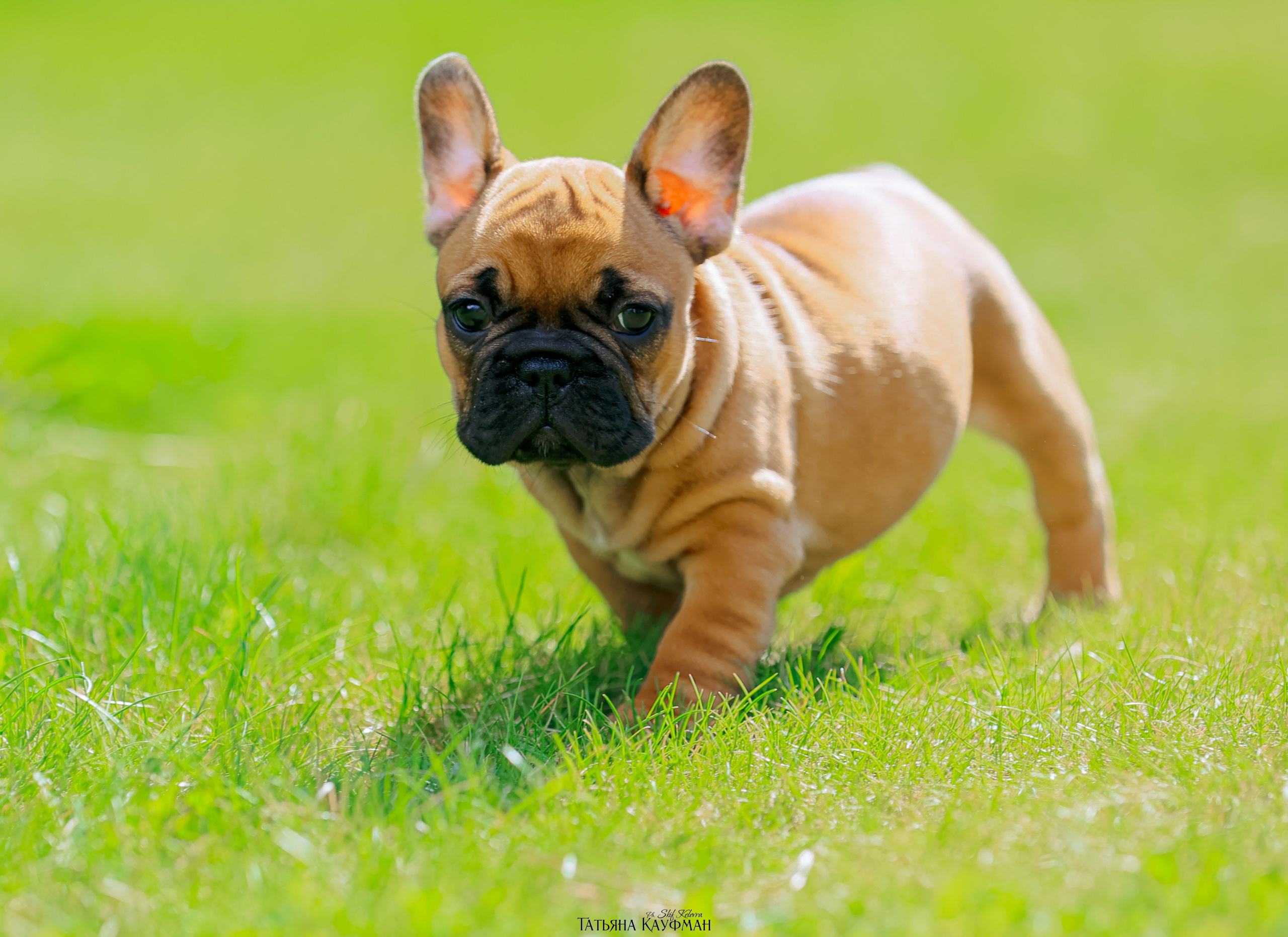 Французский бульдог, фотография французского бульдога, щенки бульдога, щенки французского бульдога, красивая собака, фотограф анималист, фотокурс Анималистика, научиться фотографировать собак, фотограф Новосибирск