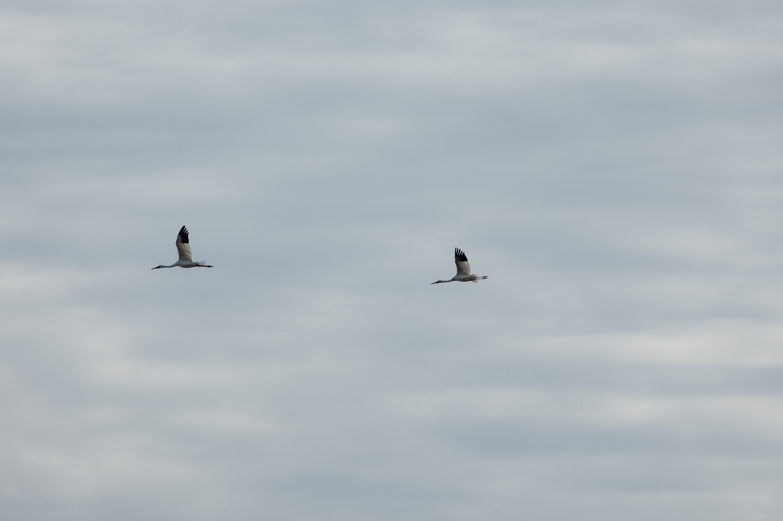 ПЕЙЗАЖ И ЛЮДИ. Саргылана Афанасьева