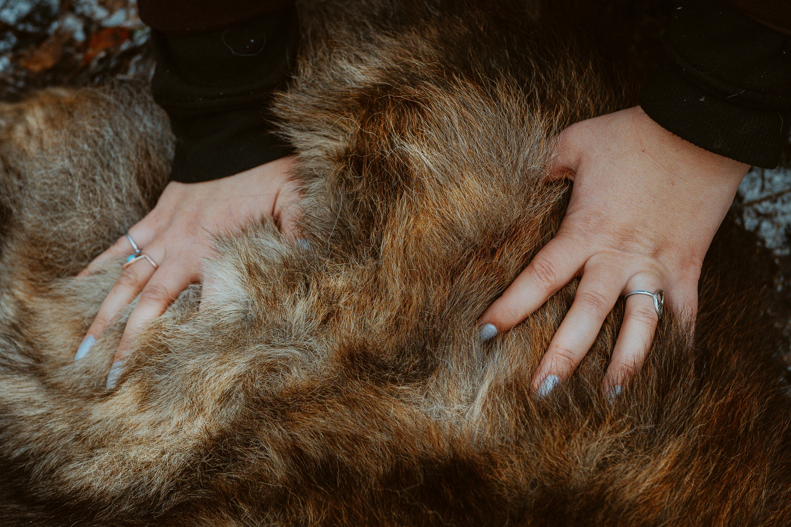 Творческая фотосессия фотографа анималиста. Фотограф анималист в Спб недорого Олеся Майорова