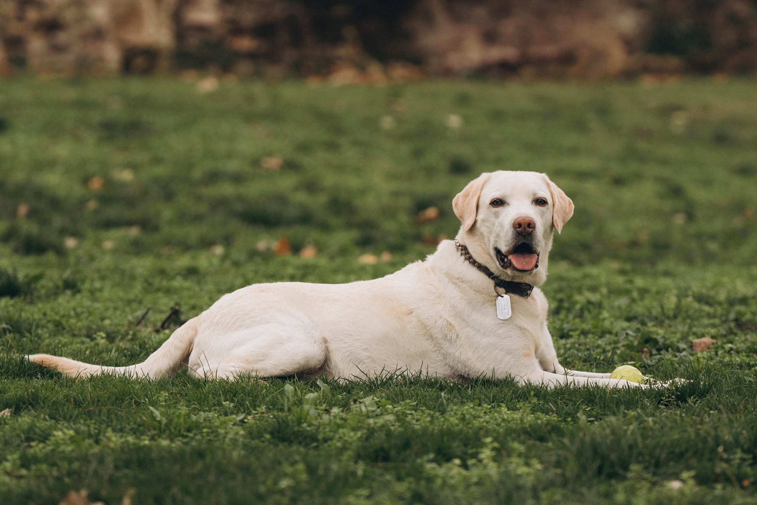 Вати, Лена и Леван. Фотограф анималист в Спб недорого Олеся Майорова