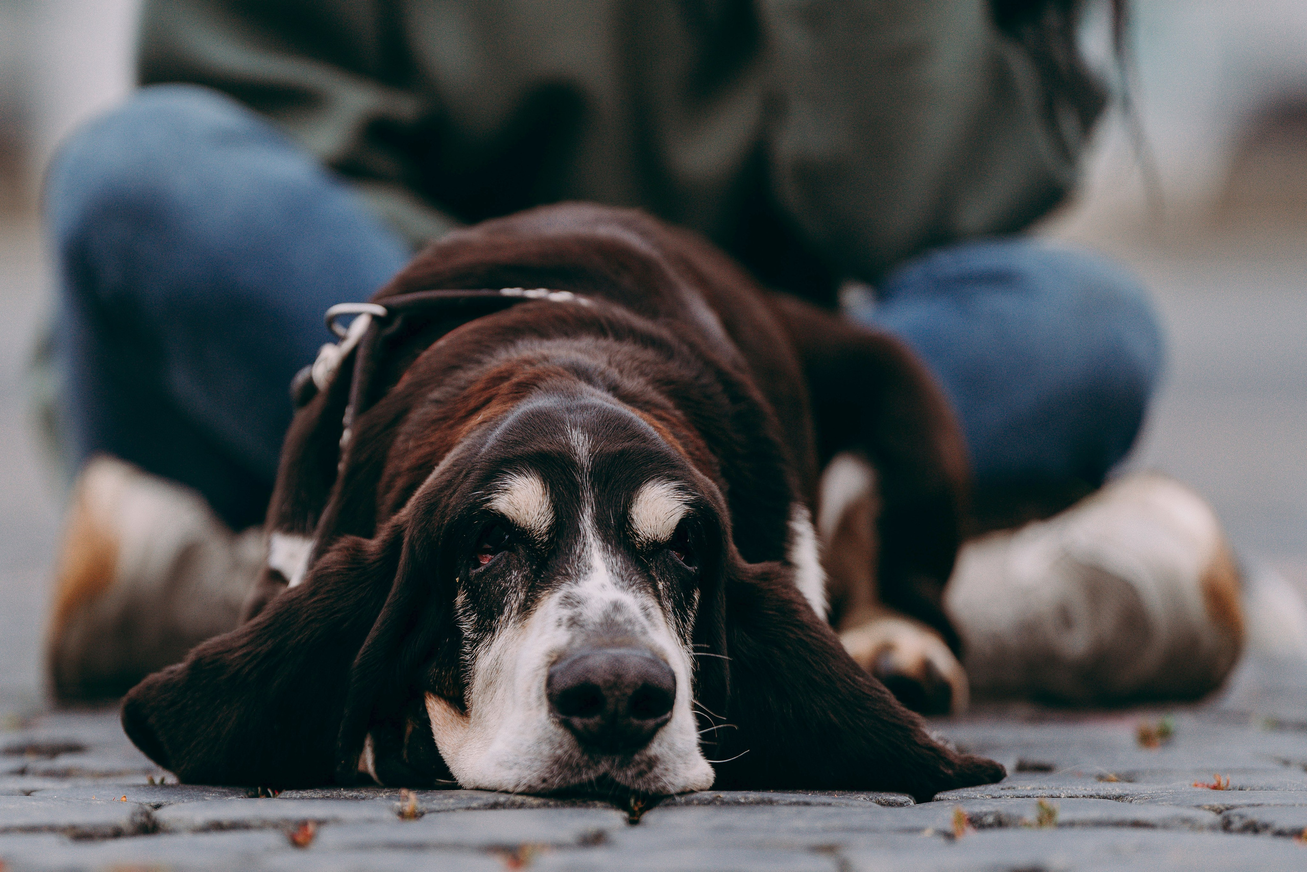 Елизавета и Епифан. Фотограф анималист в Спб недорого Олеся Майорова