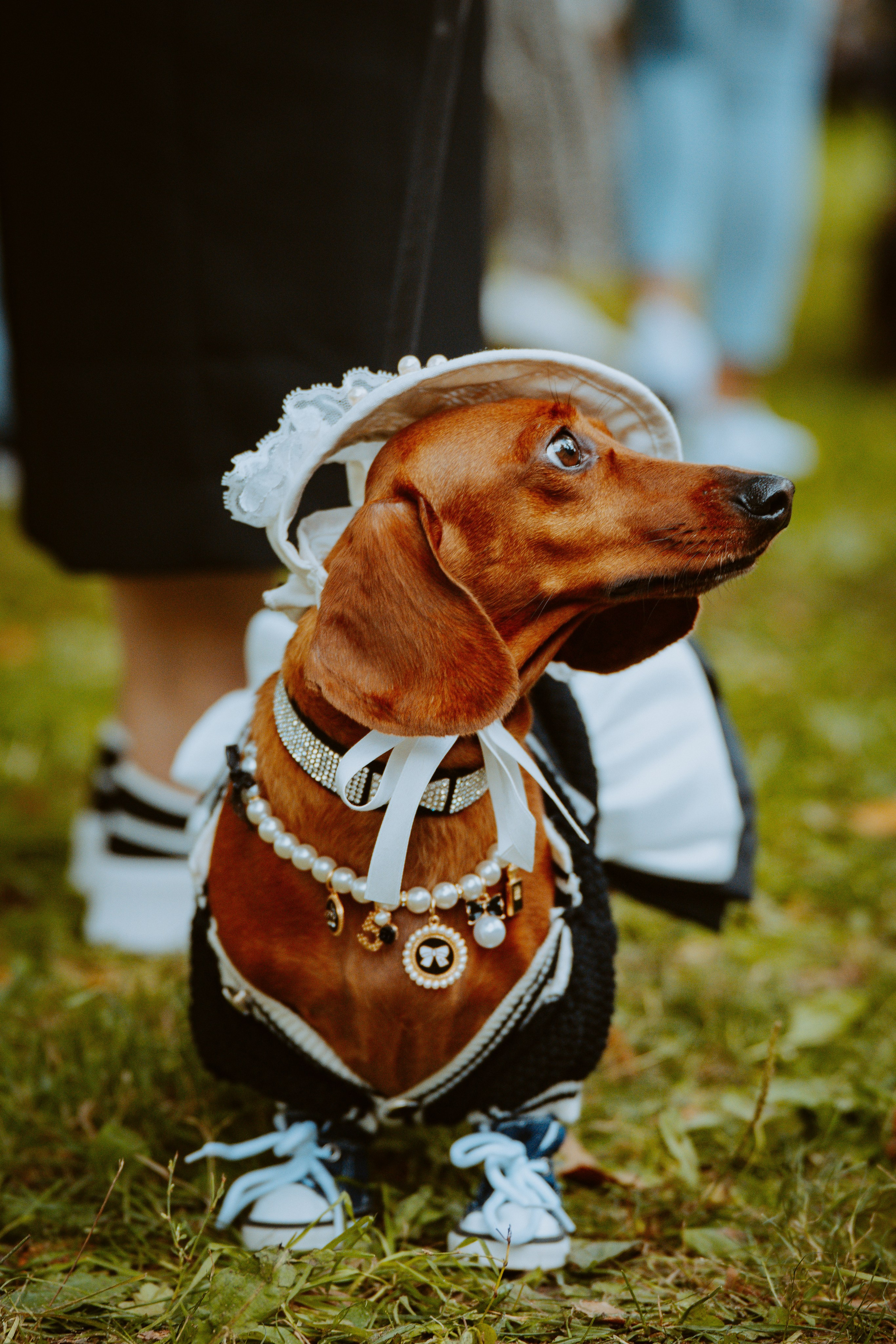 Такспарад. Фотограф анималист в Спб недорого Олеся Майорова