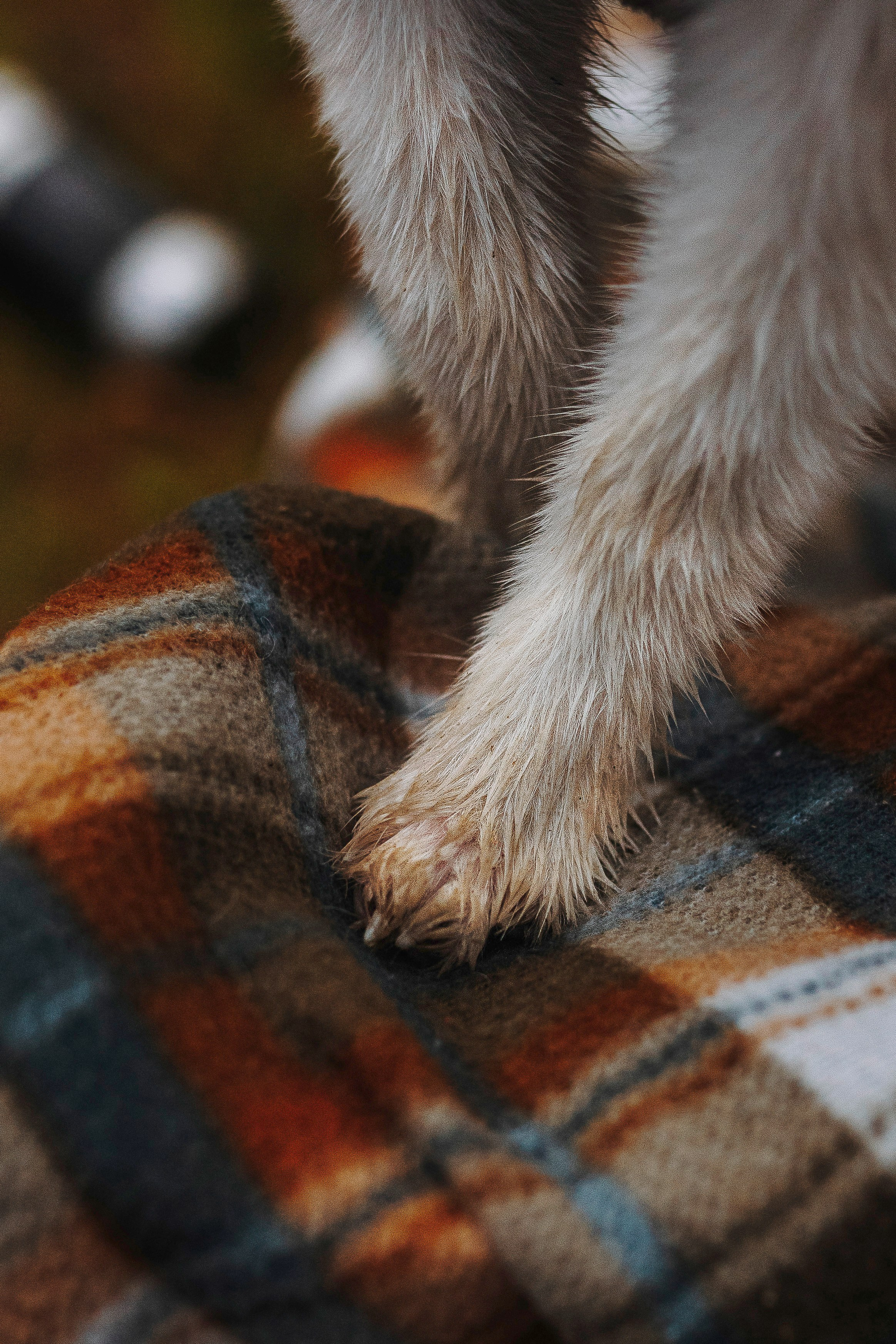 Катерина и Дрэка. Фотограф анималист в Спб недорого Олеся Майорова