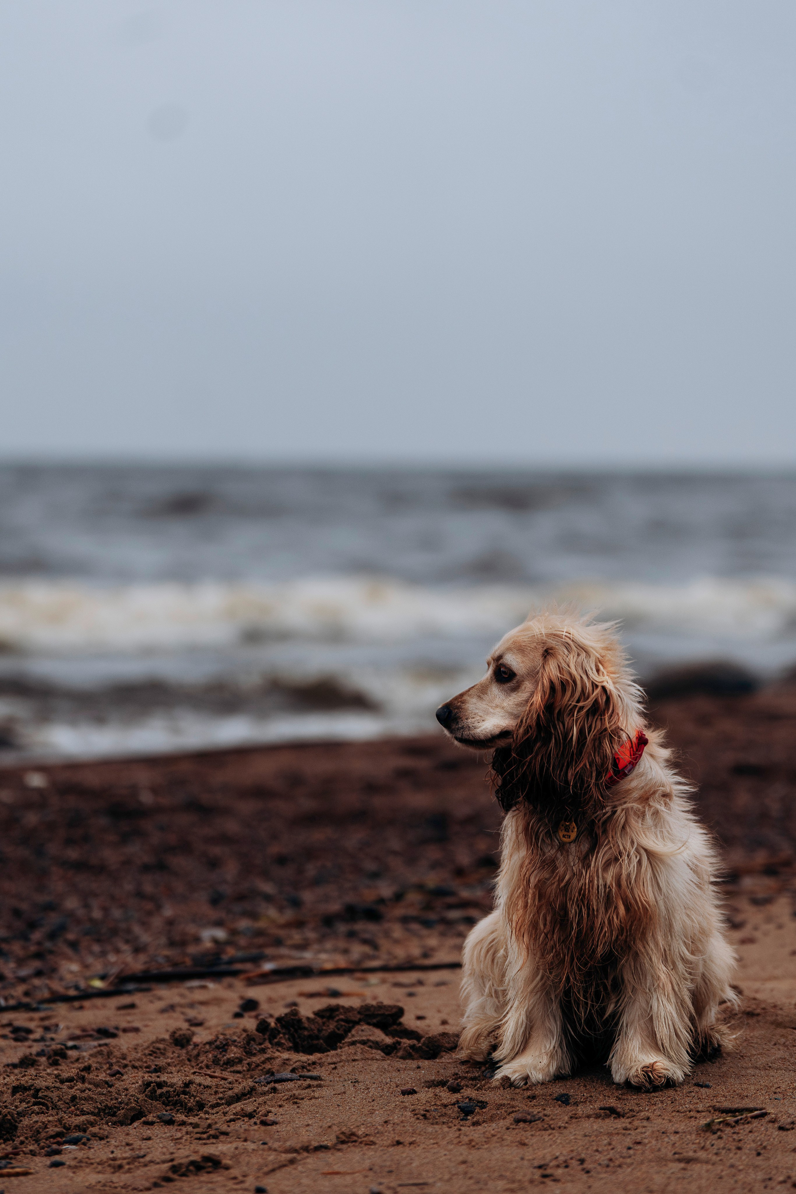 Асти, Крис и Александра. Фотограф анималист в Спб недорого Олеся Майорова