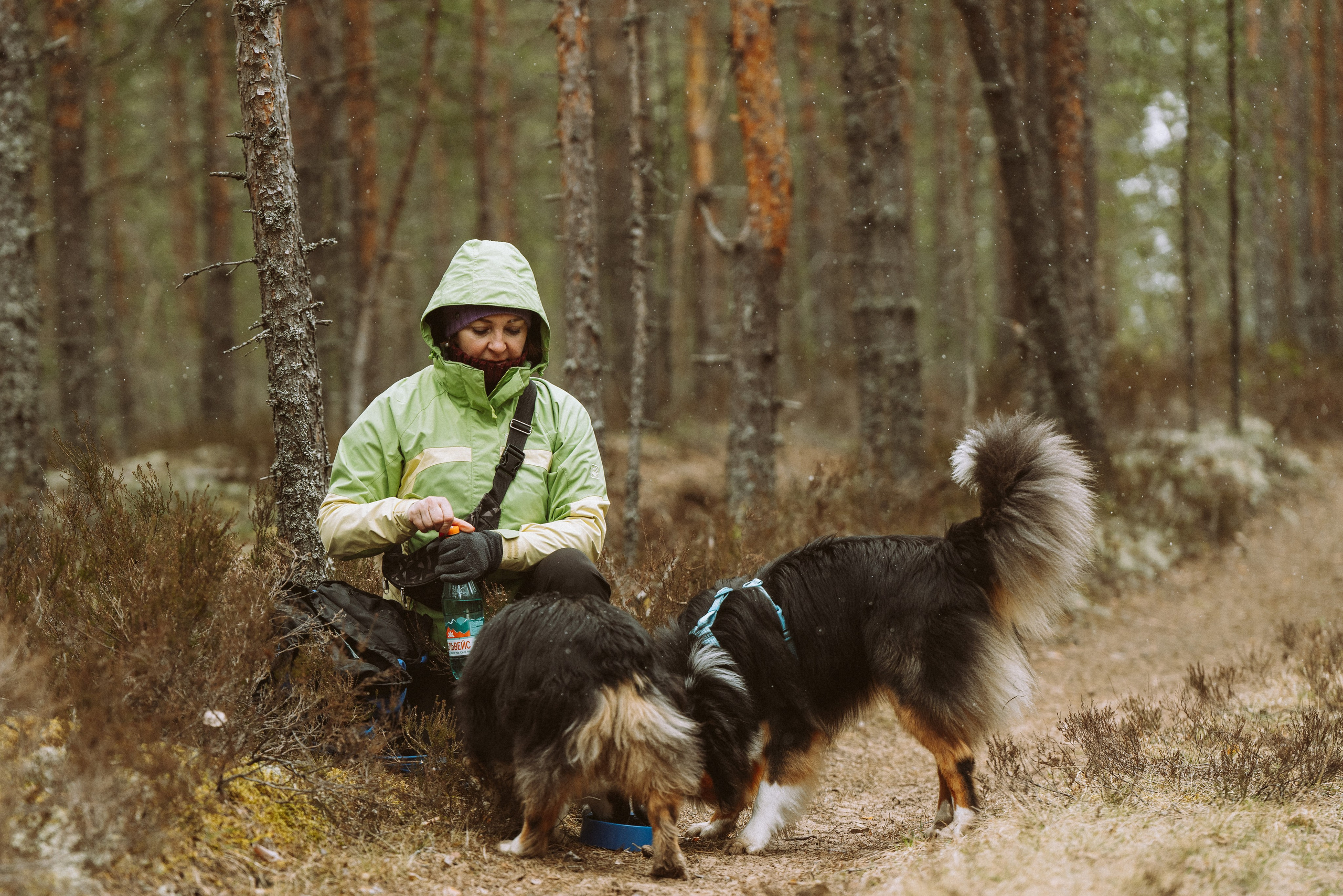 Дог трекинг к финскому хутору. Фотограф анималист в Спб недорого Олеся Майорова