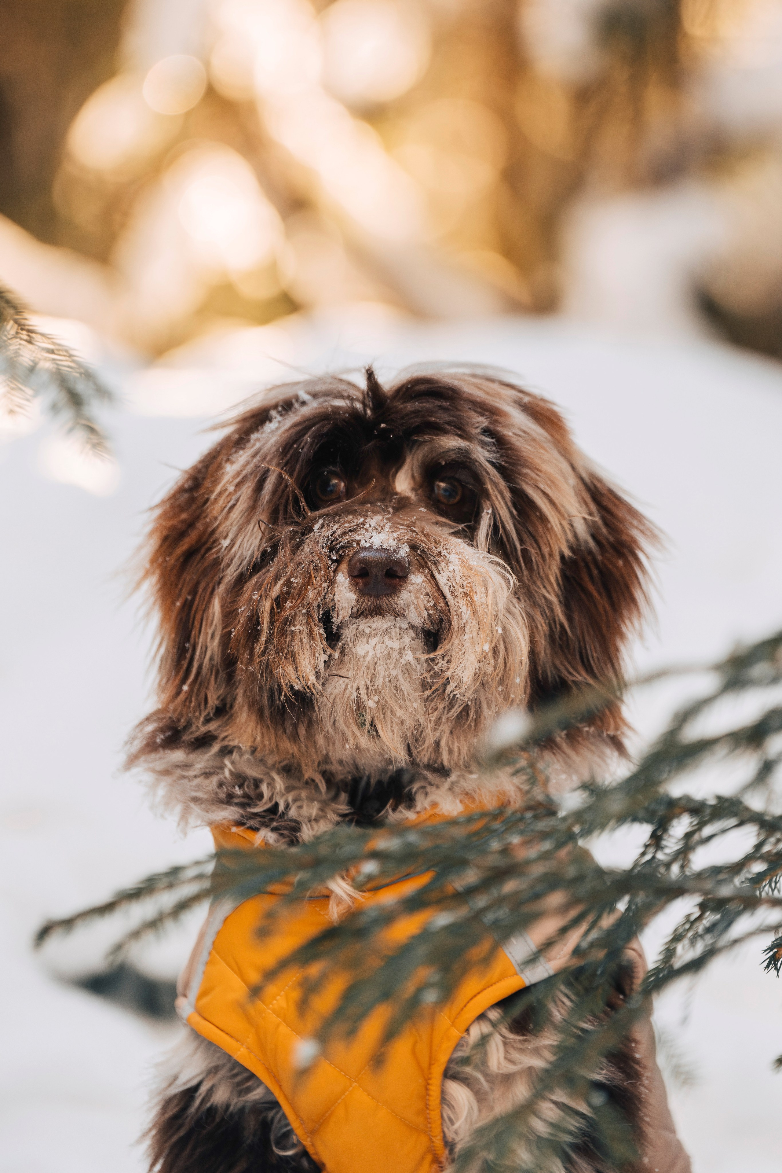 Хэйзел и её семья. Фотограф анималист в Спб недорого Олеся Майорова