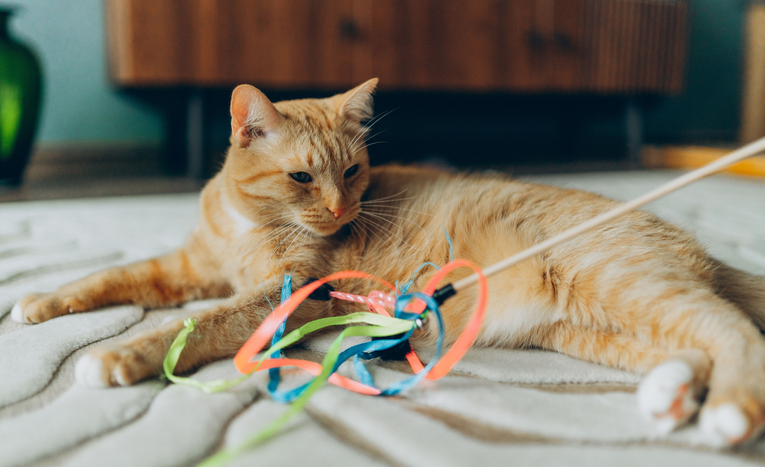 Даша и Брукс. Фотограф анималист в Спб недорого Олеся Майорова