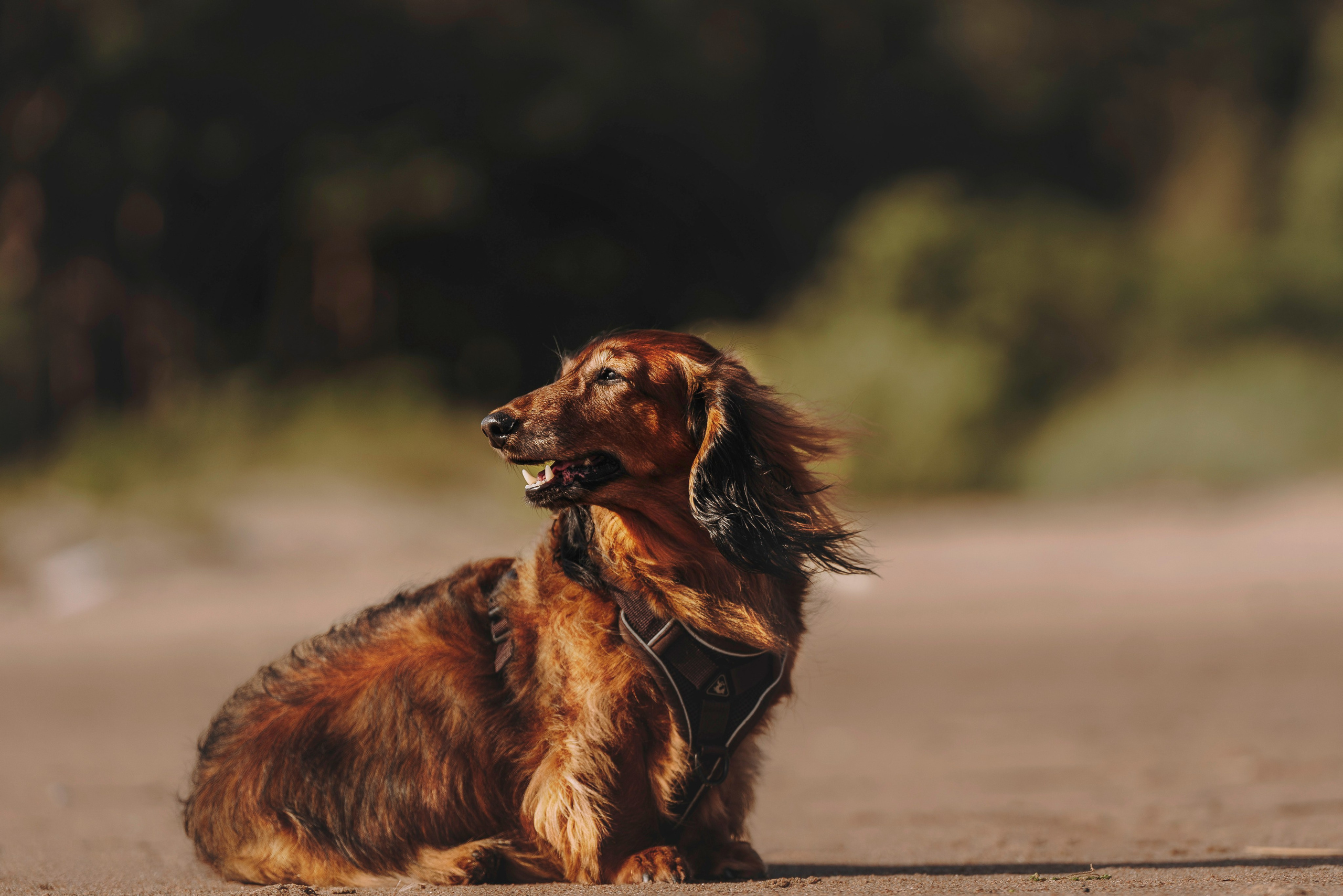 Фотосессия с длиношерстной таксой на пляжн. Фотограф анималист в Спб недорого Олеся Майорова