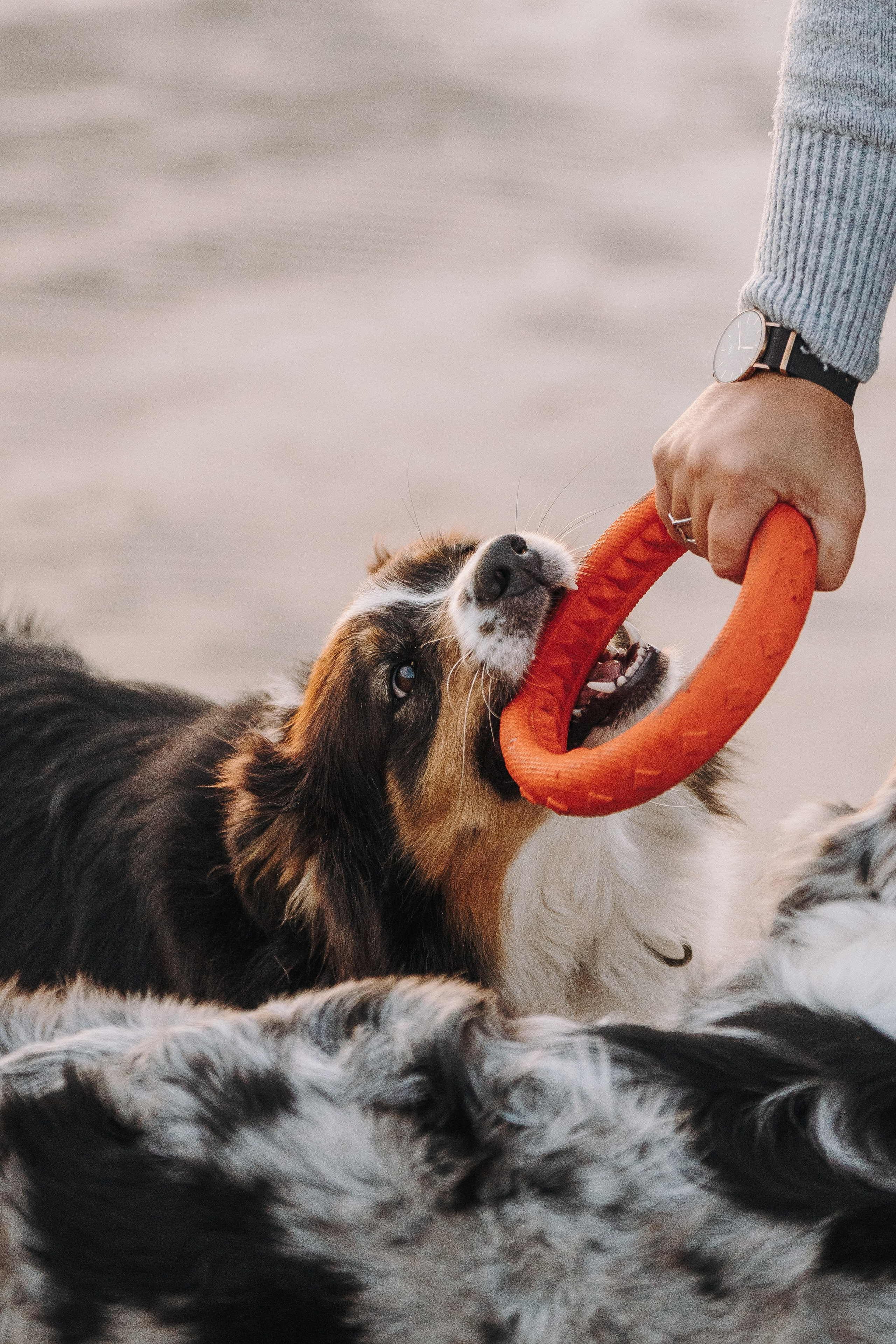 Фотограф анималист в Спб. Фотограф анималист в Спб недорого Олеся Майорова
