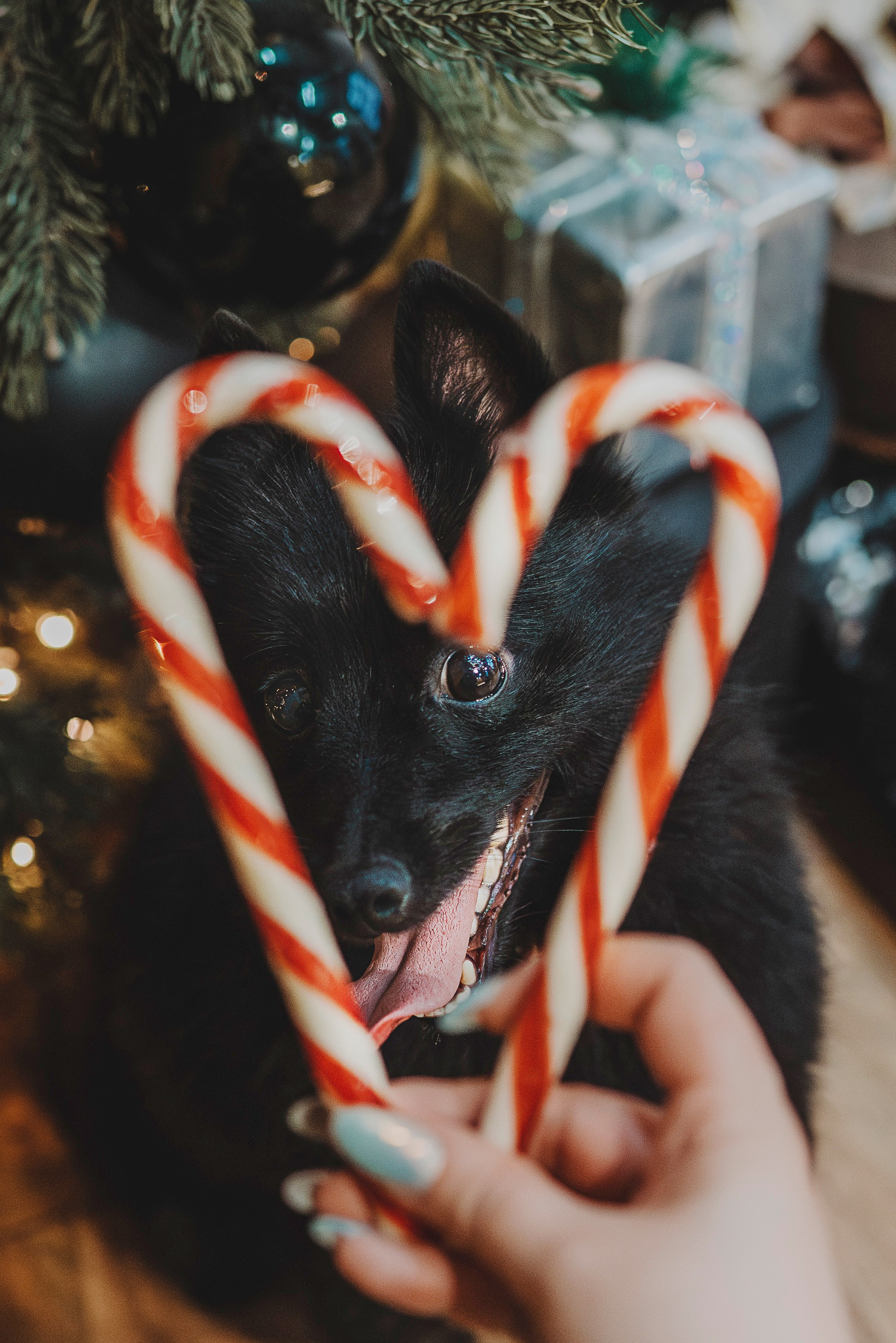 Аня, Андуин и Тесс. Фотограф анималист в Спб недорого Олеся Майорова