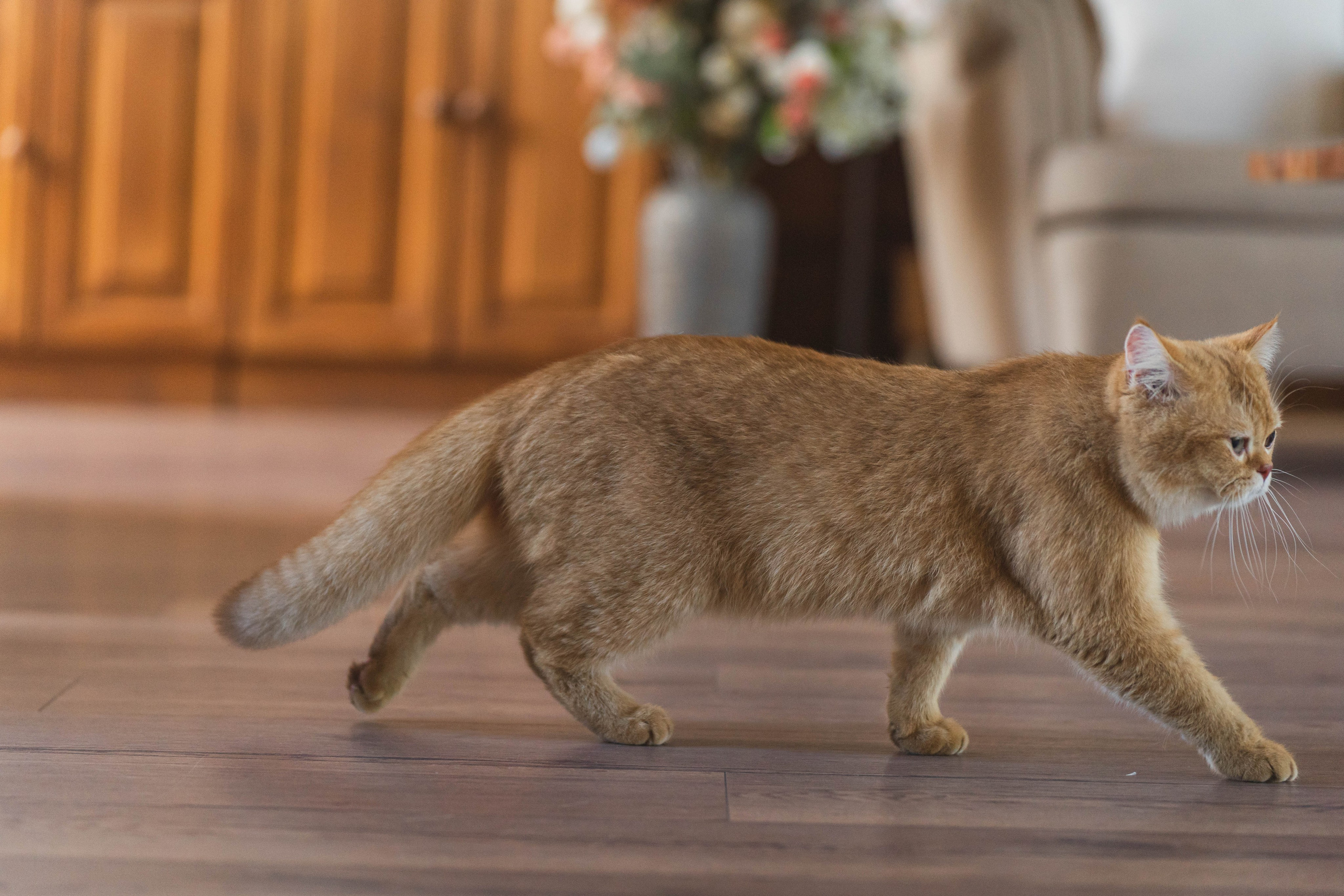 Питомник Шотландских кошек. Фотограф в Москве Ленарская Дарья