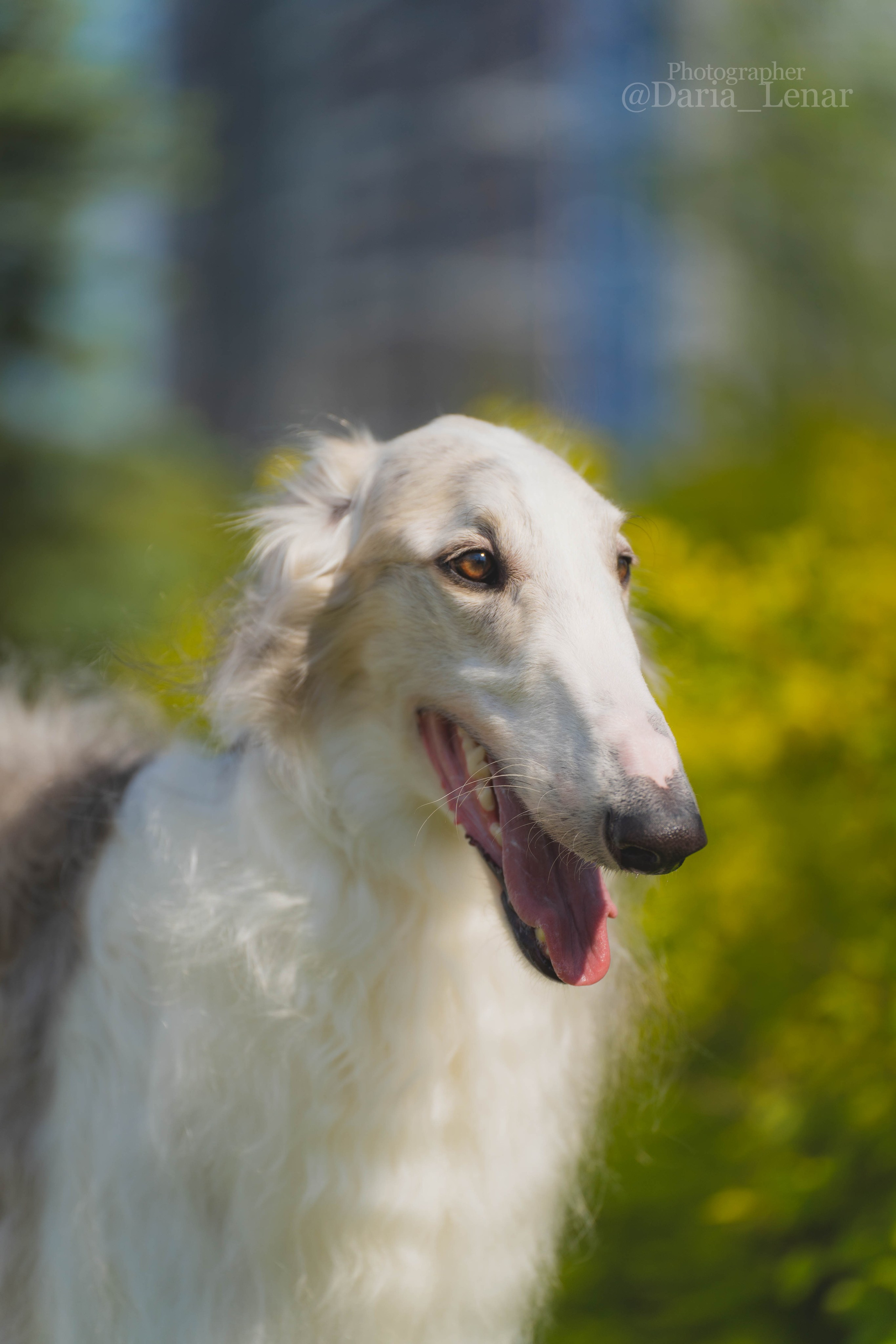 Выставки собак. Фотограф в Москве Ленарская Дарья