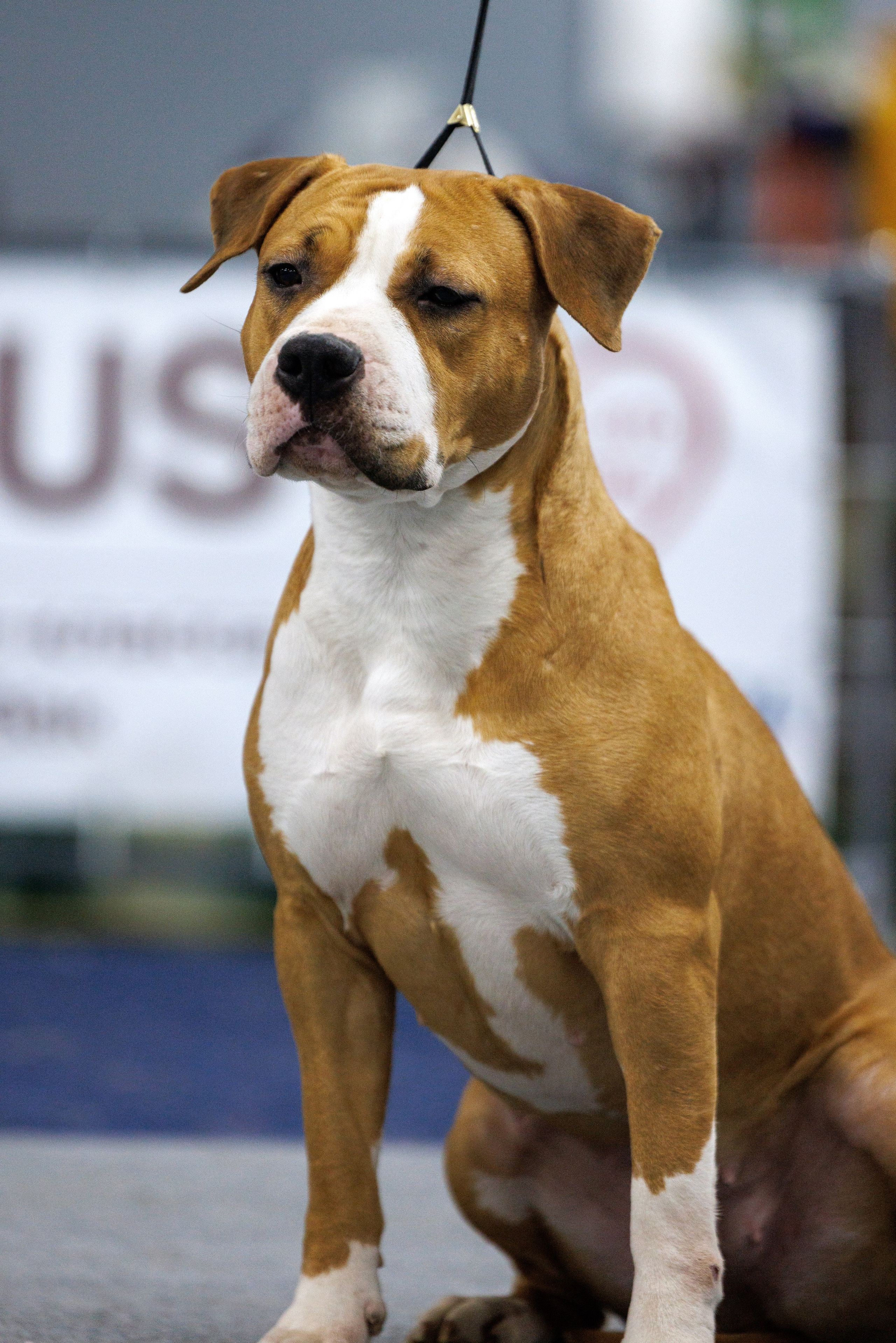 Сфера 28.01. и 4.02.2024. Фотограф-анималист Юлия Германика