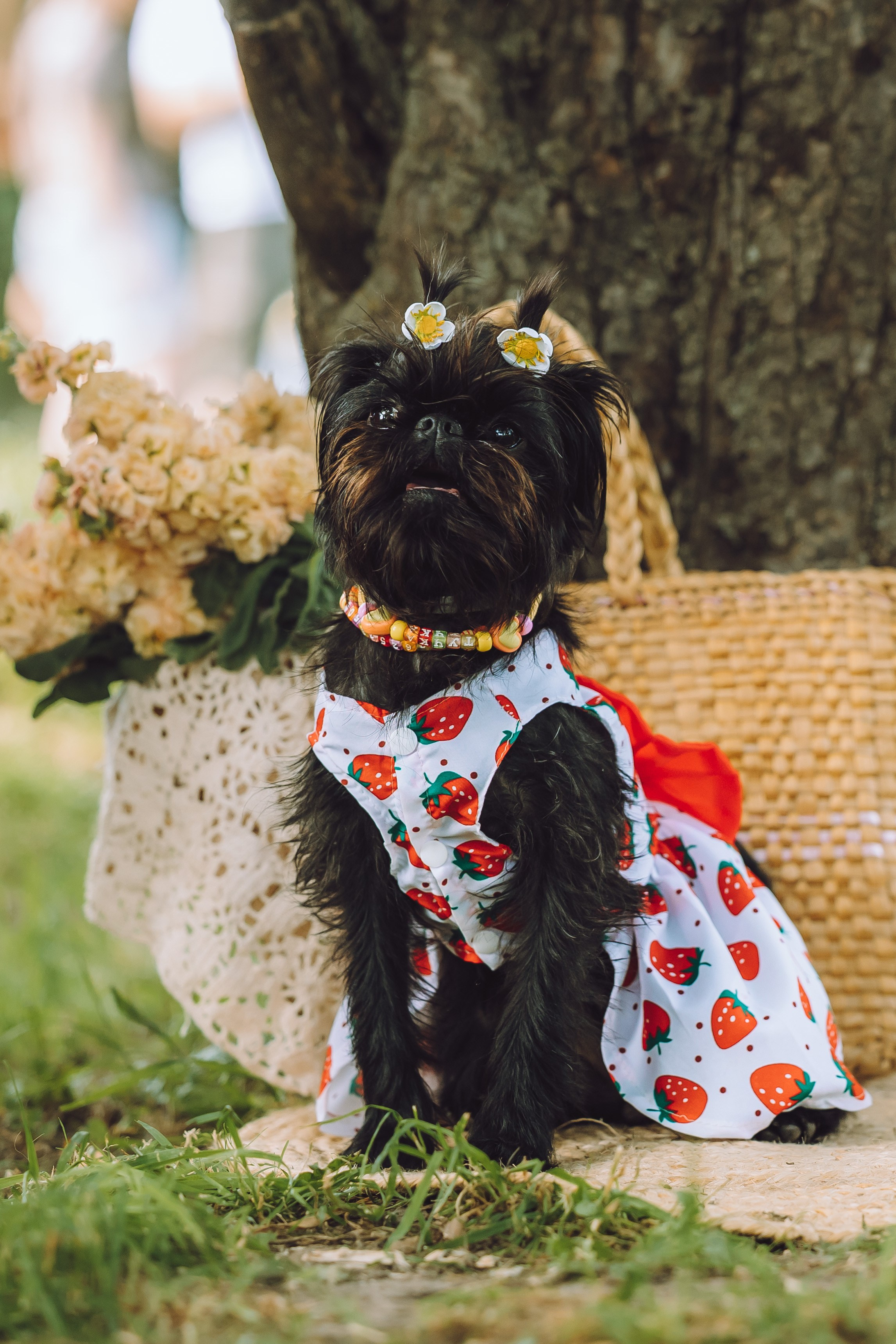 Griff-пикник. Семейный фотограф животных, анималист в Москве Екатерина Киреева