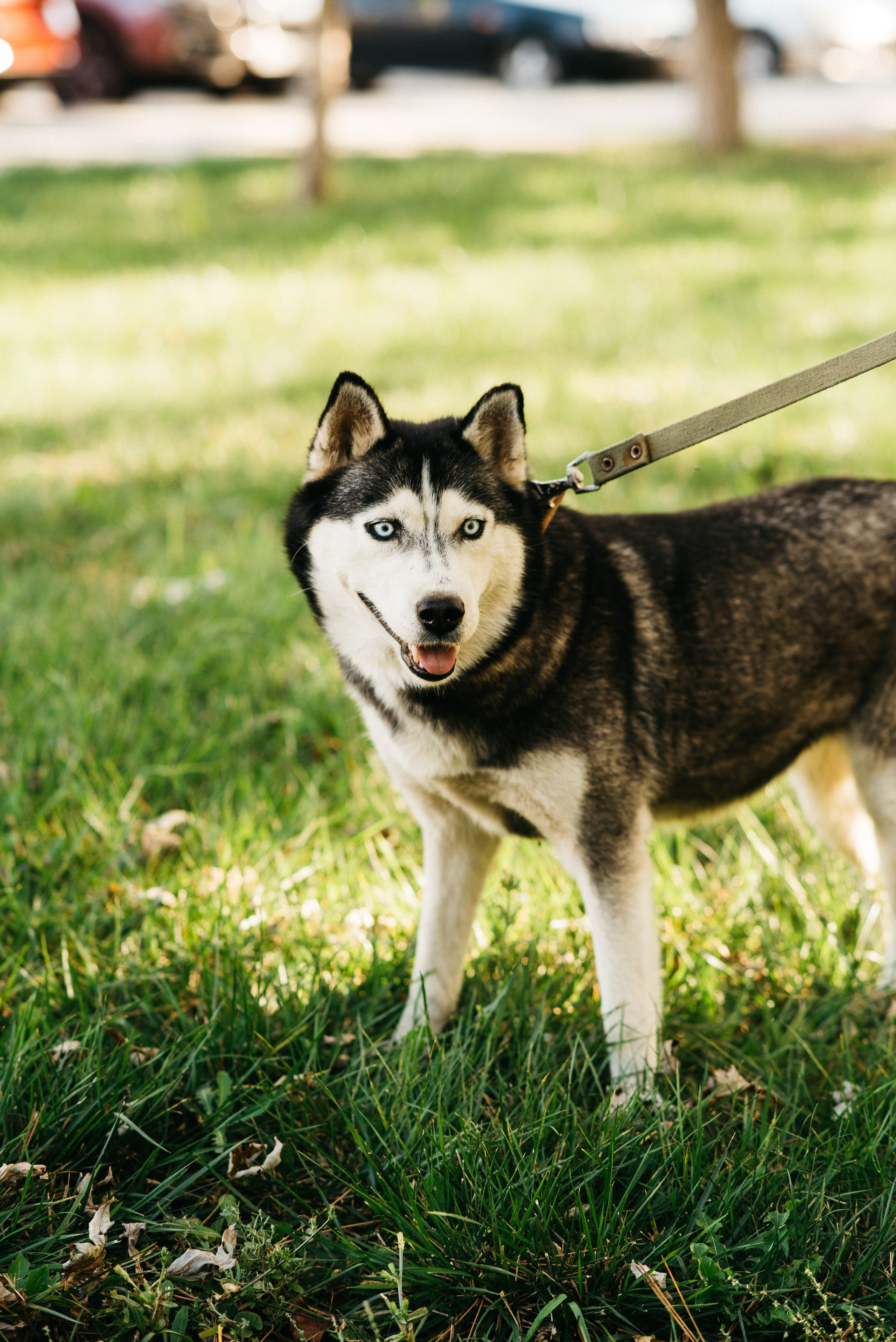 ХВОСТАТЫЕ. Дом обретенный. Детский и семейный фотограф выпускной альбом Приморско-Ахтарск