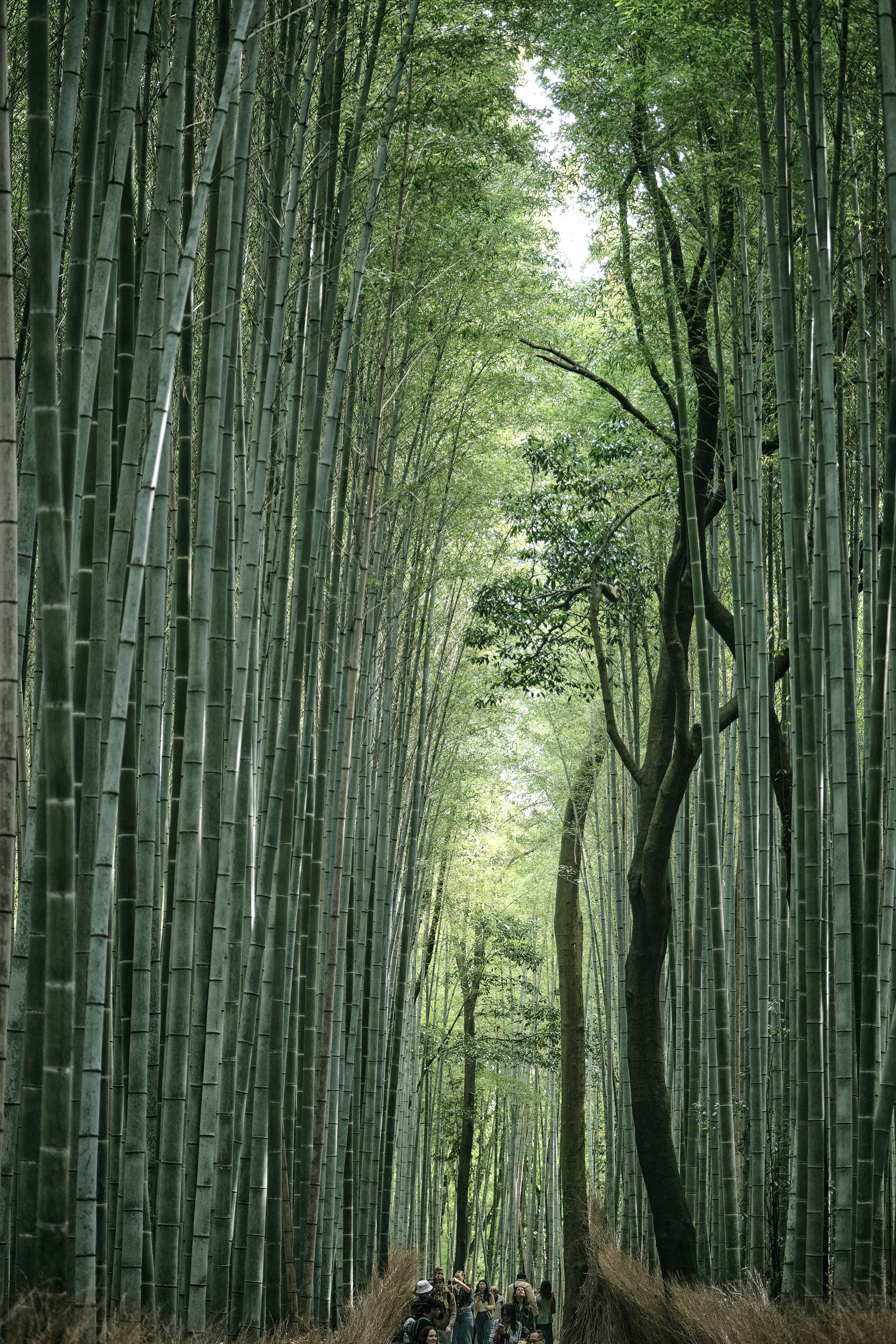 Japan / Osaka≫Kyoto≫Tokyo. Aleksandr Kobtsev