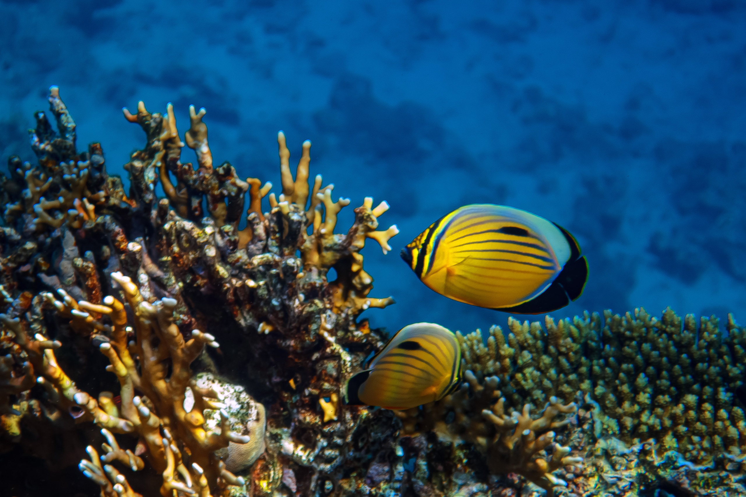 Fish. Фотограф Светлана Голицына