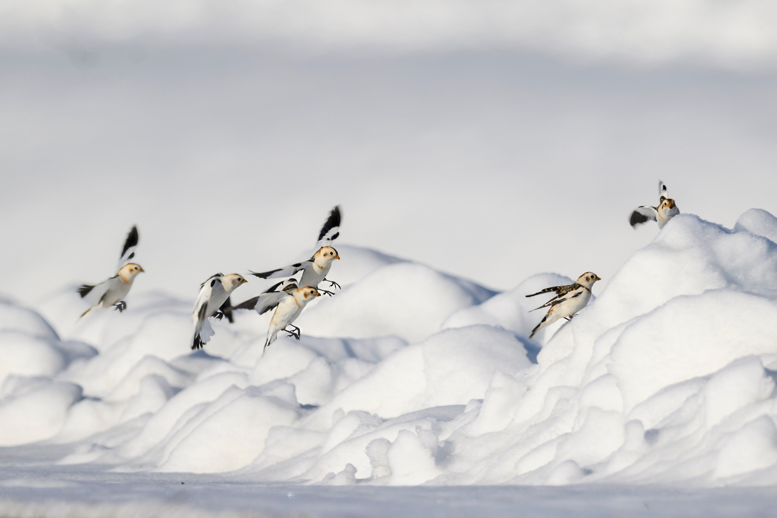 Весна пришла! Пуночки. Фотограф Сергей Пупонин