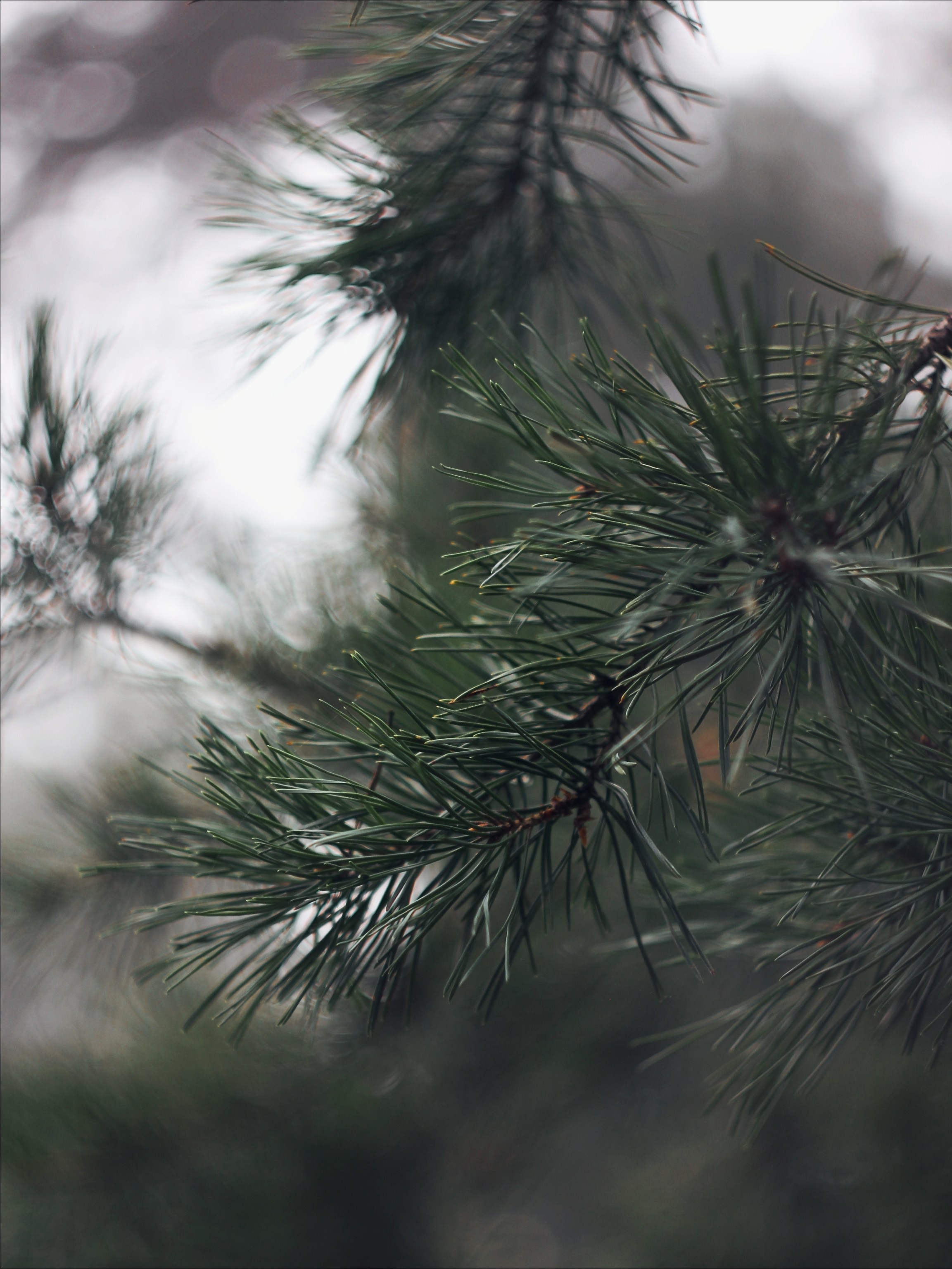 Меланхолия августа. С любовью, фотохудожник