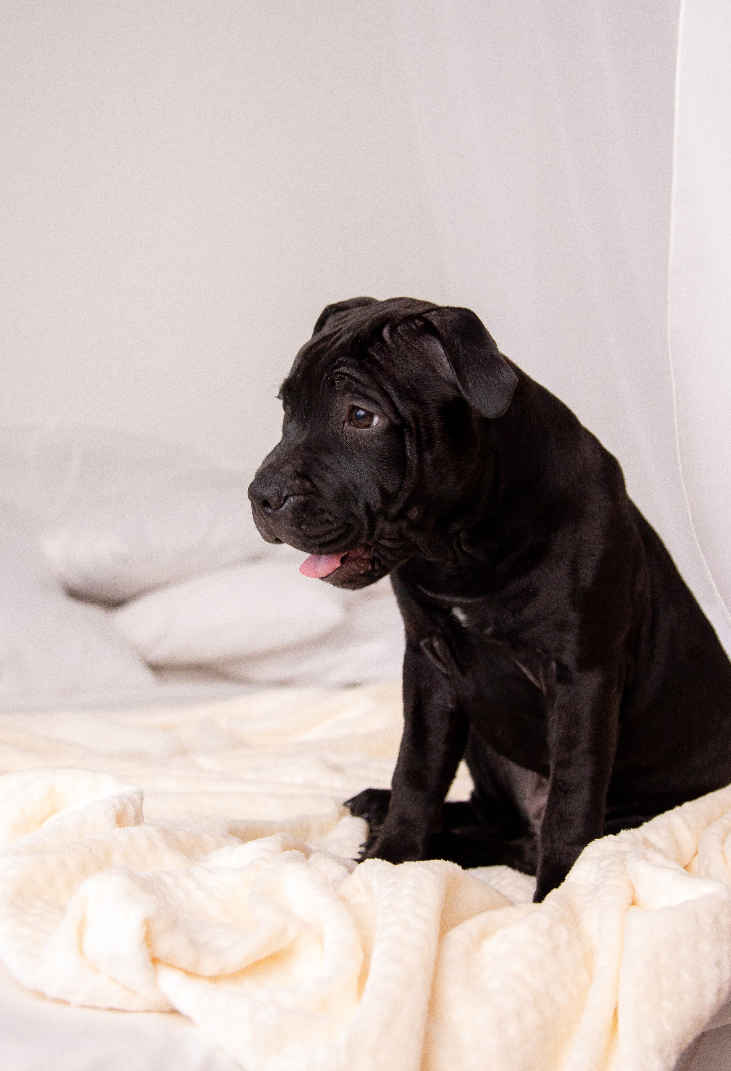 Новогодние малыши. Фотограф Анималист в Перми Анастасия Остерман