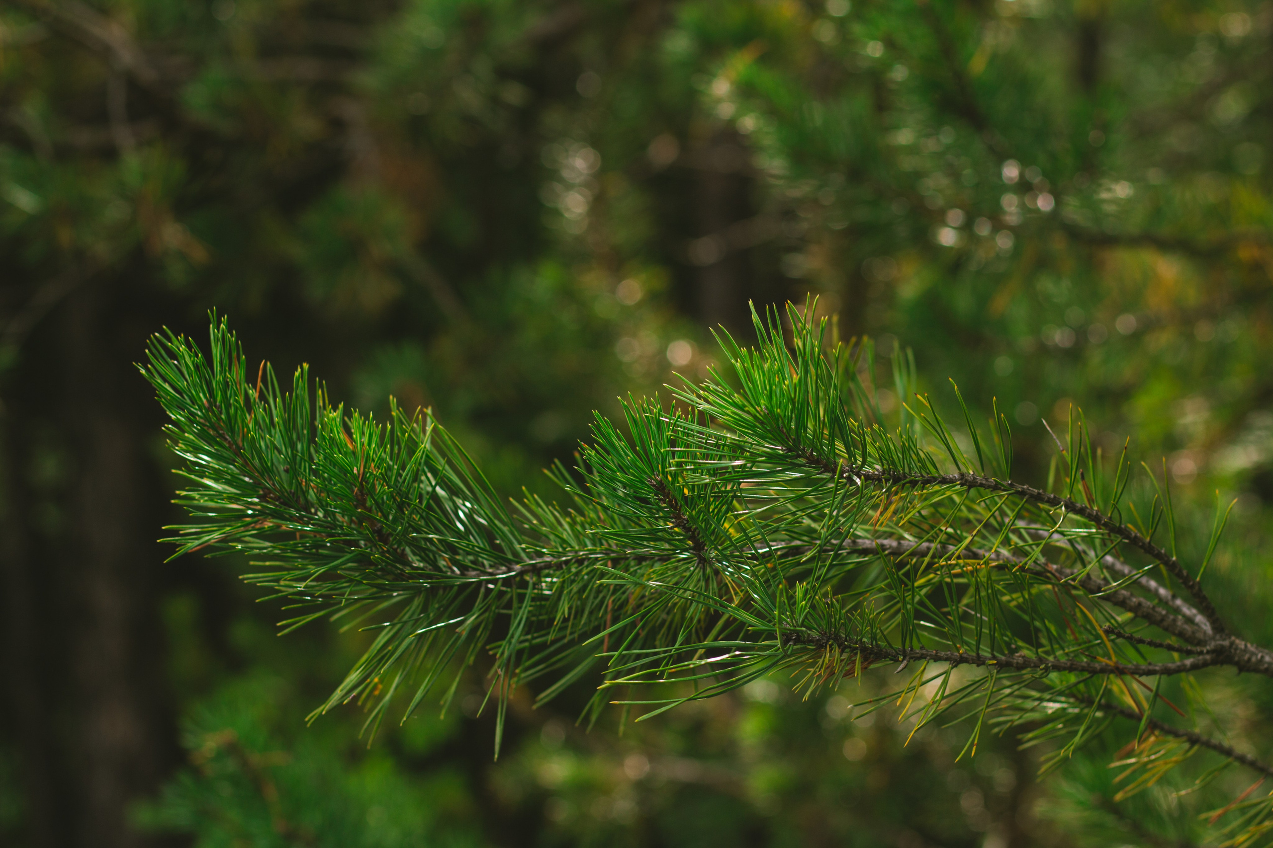 Александр и лес. Фотограф из Первоуральска Роман Заиченко