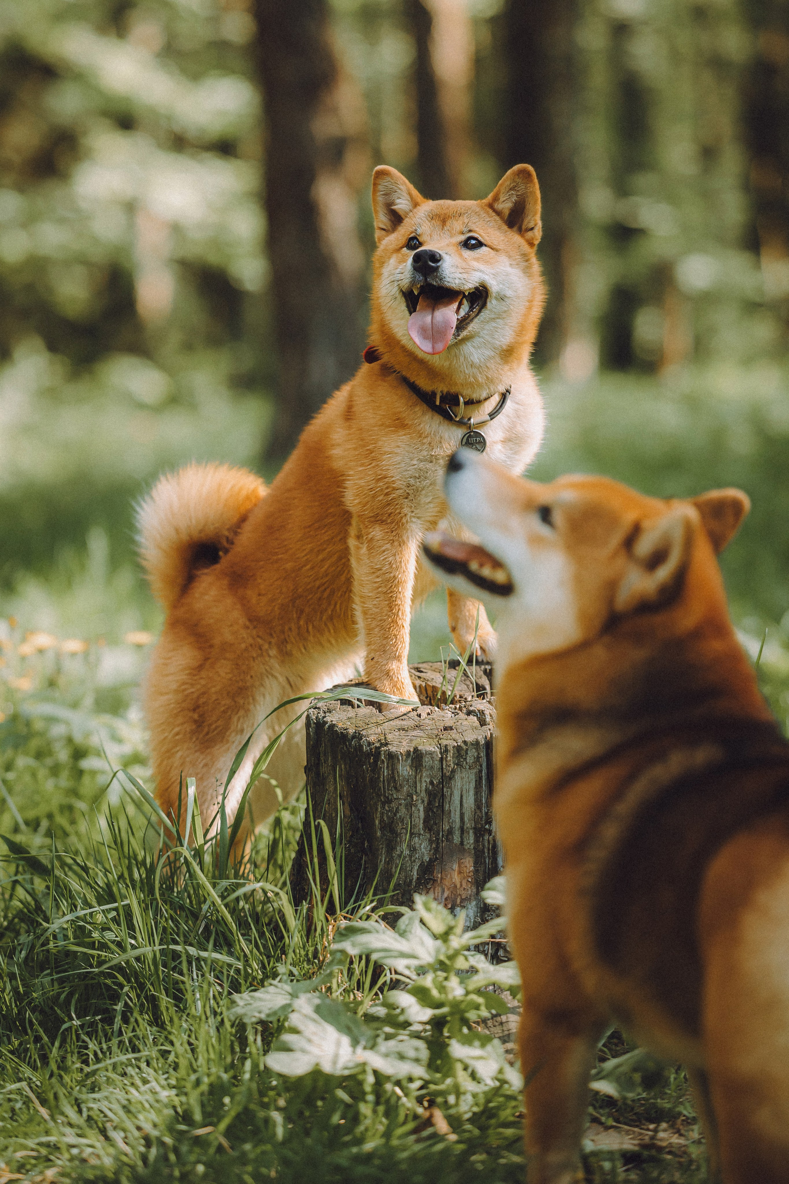 Шед, Цири, Чиби, Цера и их семья