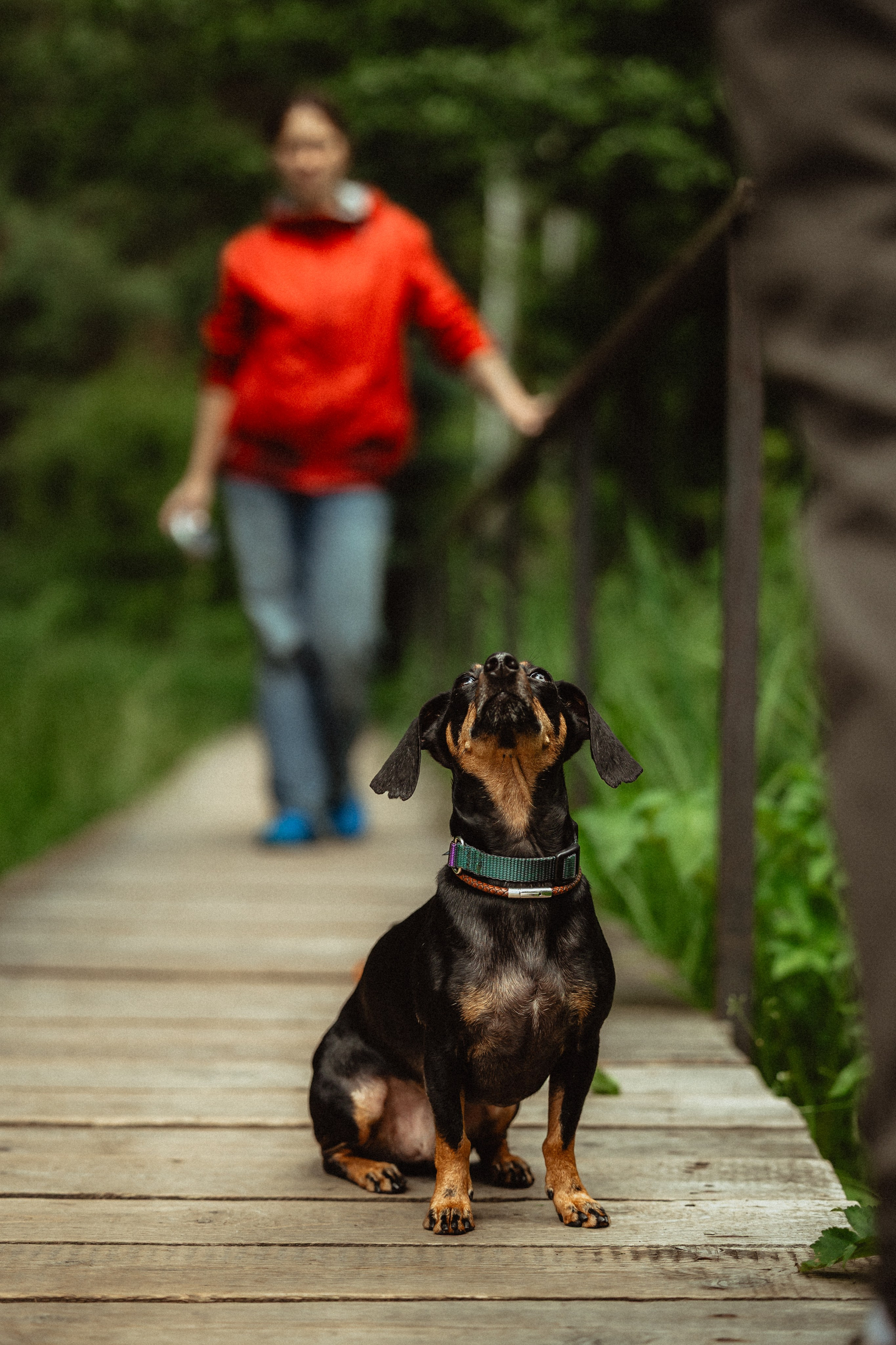Выездной дог-тренинг от школы «Шерсть имею»