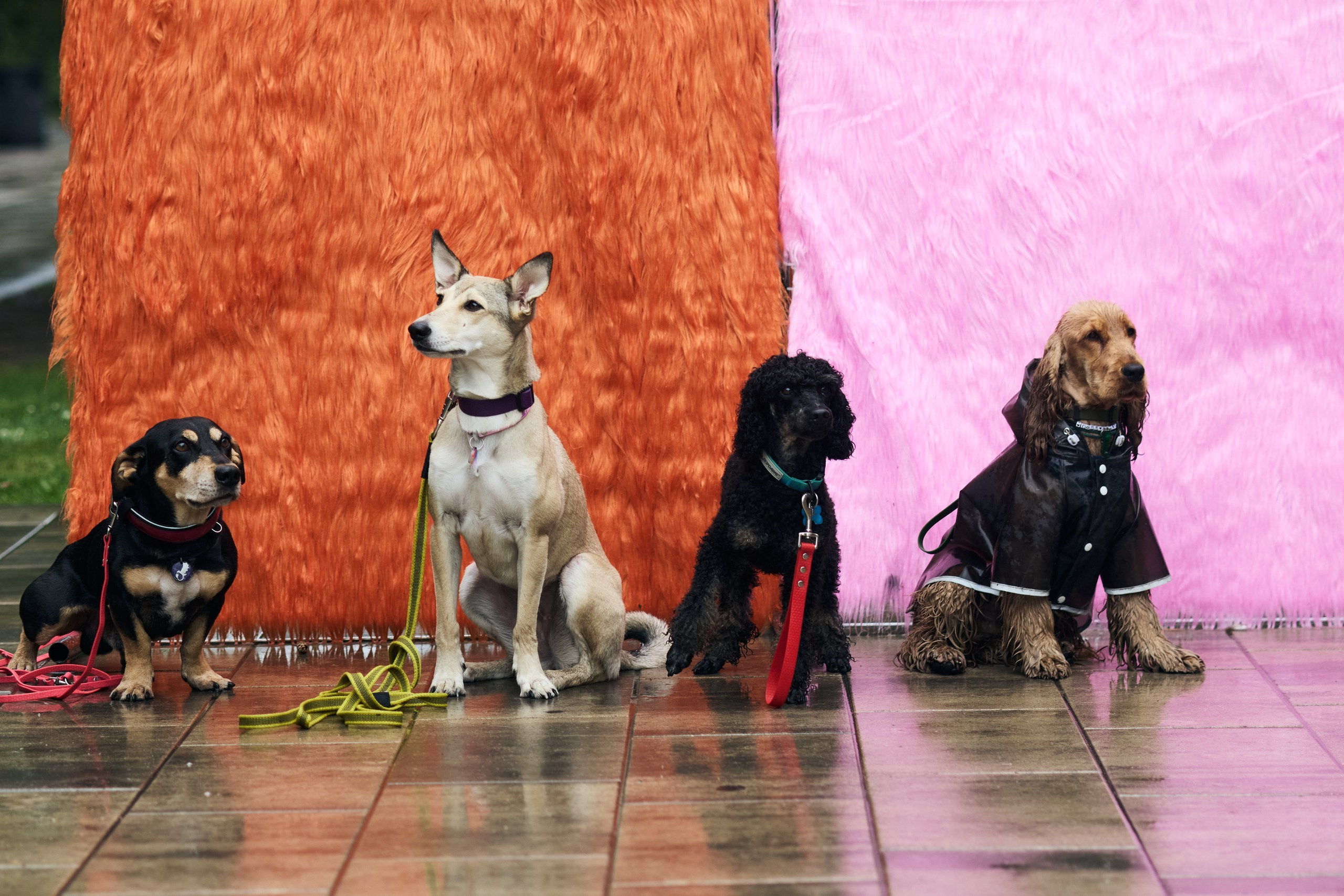 Четыре Лапы. Свадебный и репортажный фотограф Дмитрий Кононенко