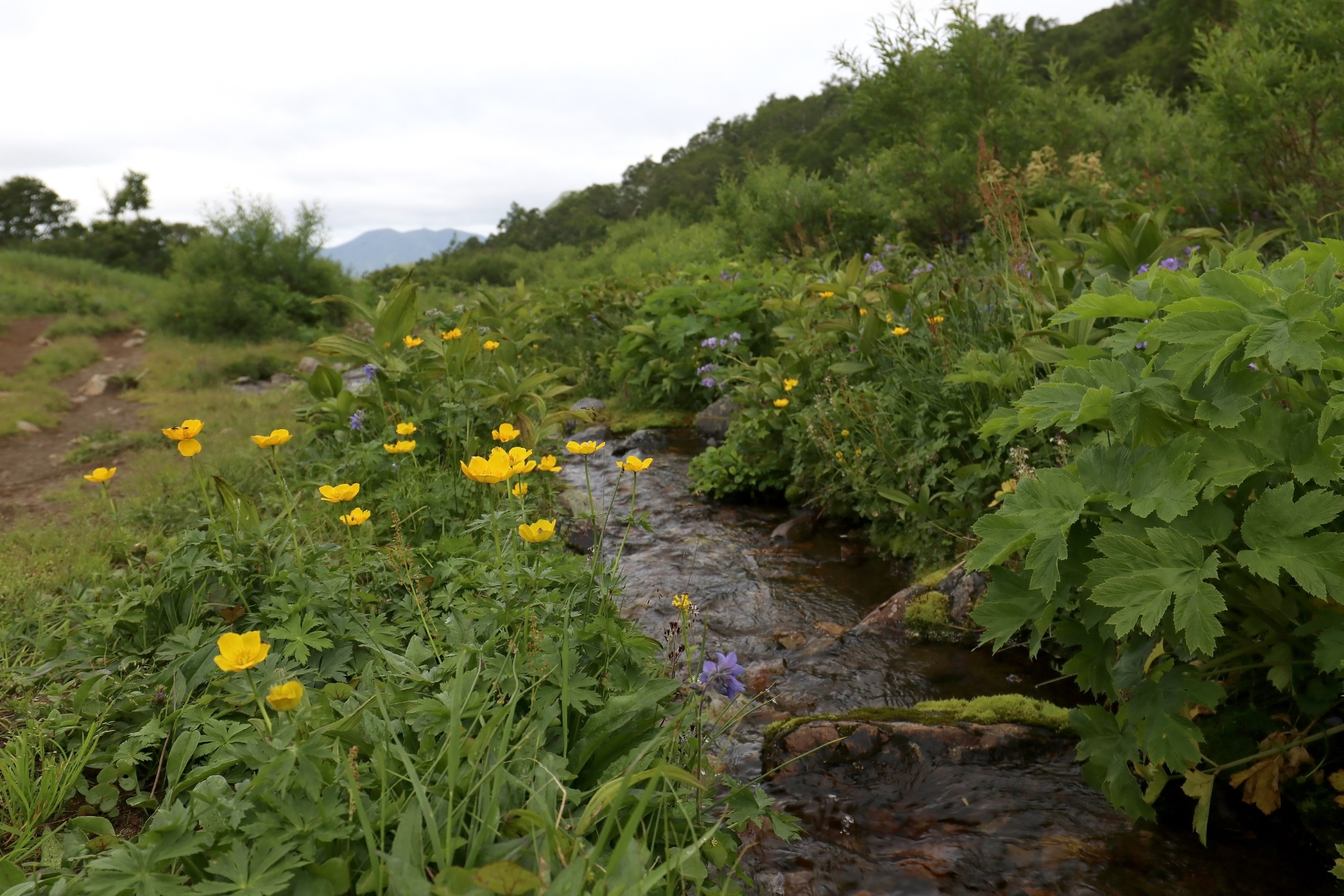 Камчатка и о. Парамушир. Июль 2024. Путешественник-фотограф из Санкт-Петербурга Татьяна Свистулина